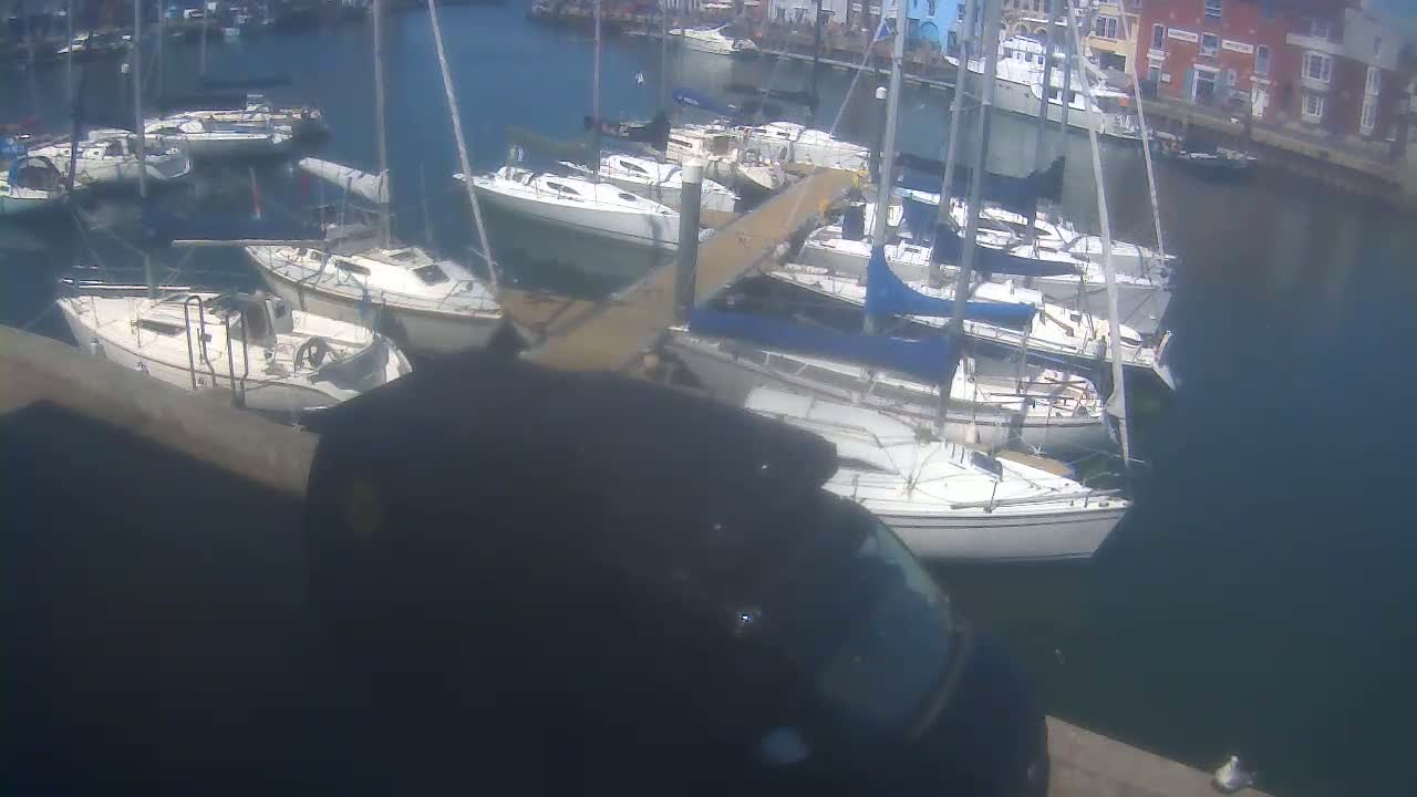 Numerous sailboats are docked in a marina on a sunny day.