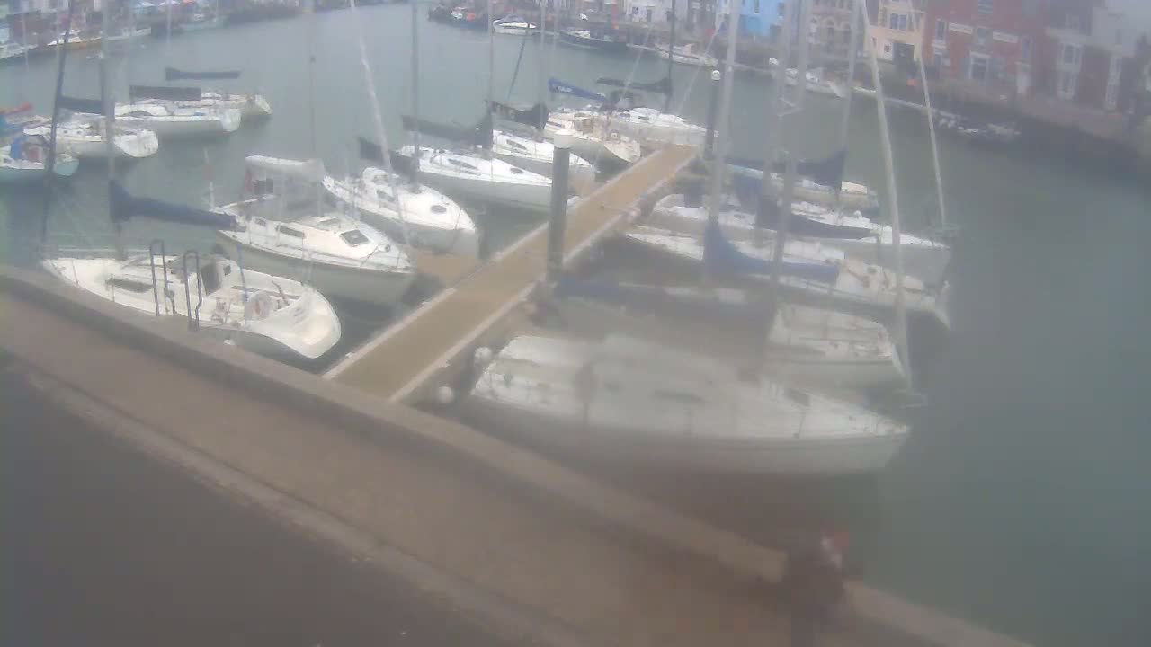 Many sailboats are moored at a marina on a foggy day.