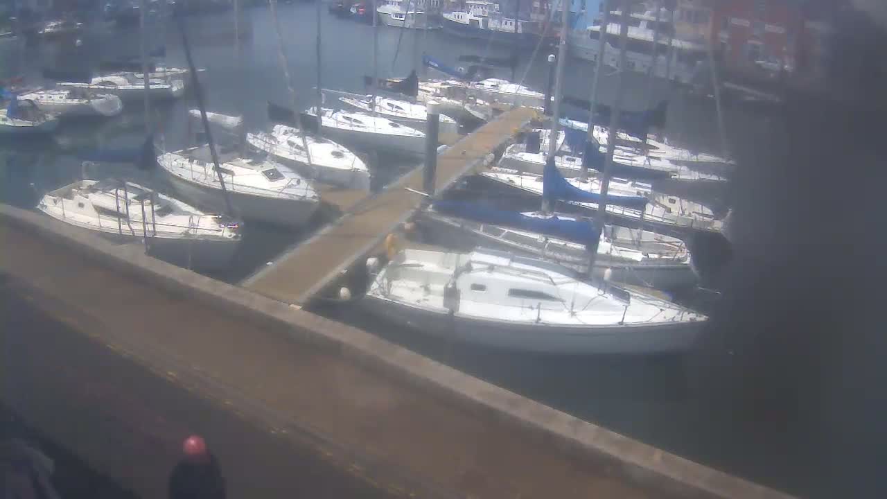Many sailboats are docked at a marina on a calm, overcast day.