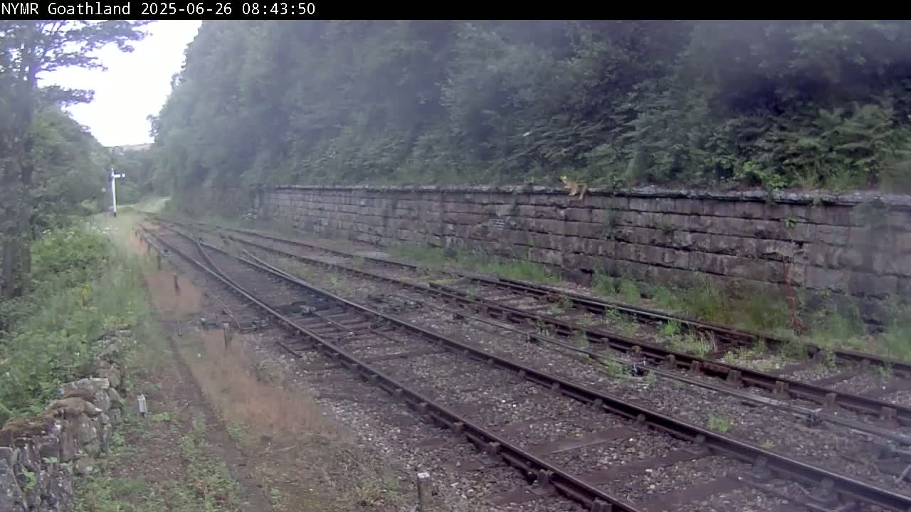 Multiple train tracks wind through a foggy landscape alongside a stone wall, where an animal sits atop.