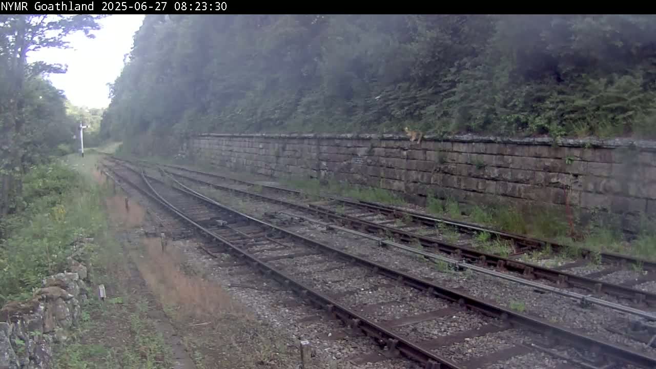 A view of a railway line with multiple tracks, alongside a stone wall and overgrown vegetation, on an overcast day.