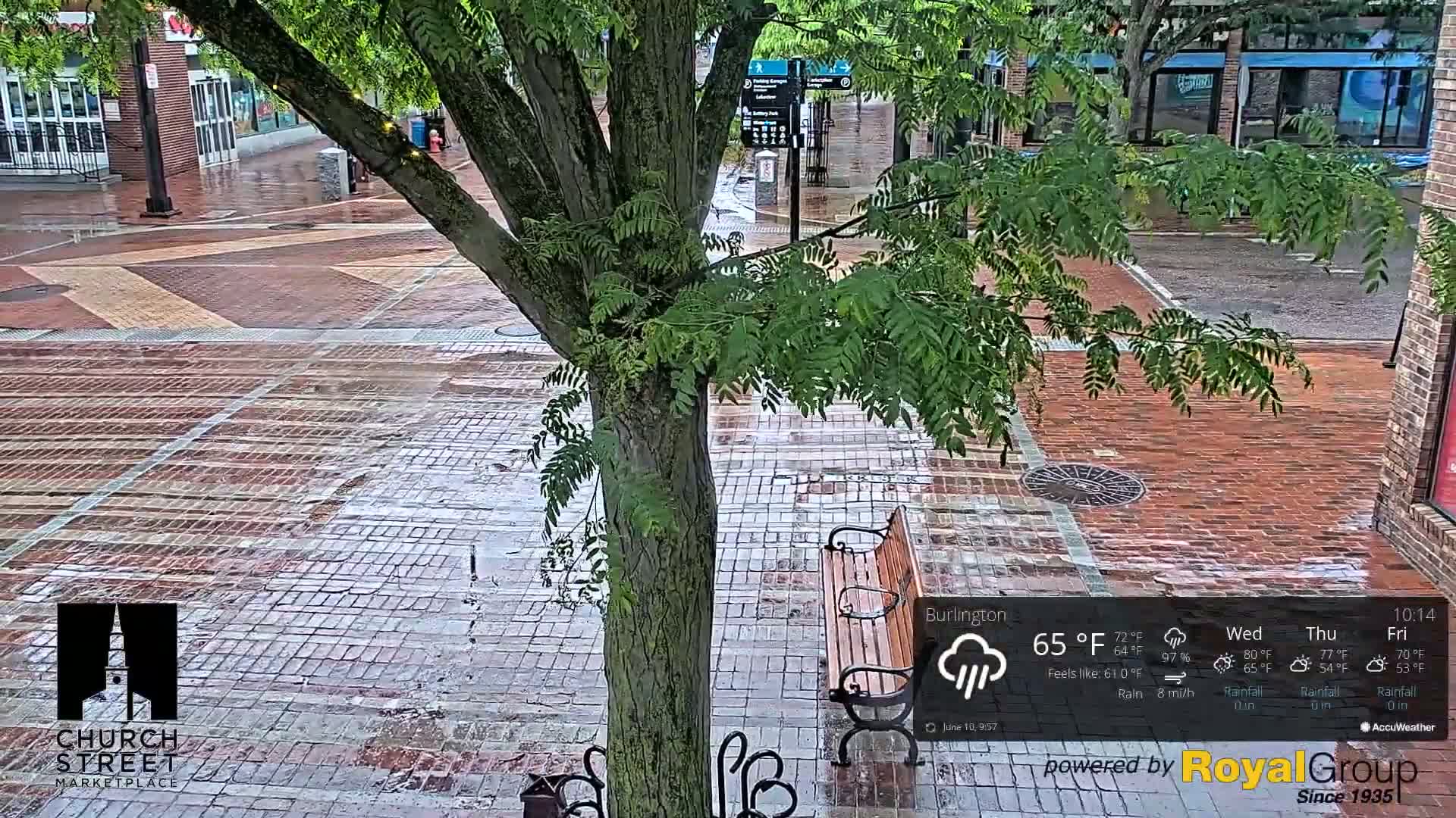 A rain-soaked brick plaza is partially visible through the branches of a tree, with a park bench situated near the tree trunk.