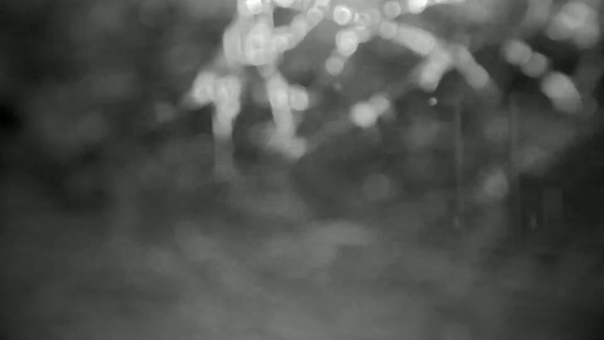 A blurry, out-of-focus grayscale image shows an indistinct outdoor scene with heavy fog or mist obscuring the details of trees and the ground.