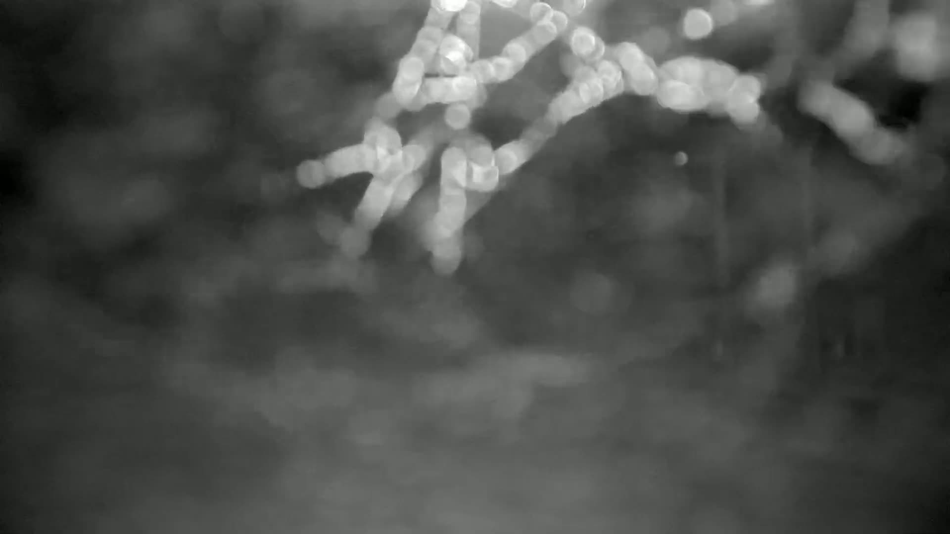 A blurry grayscale image shows out-of-focus bright spots that resemble dewdrops on a dark, possibly overcast day.