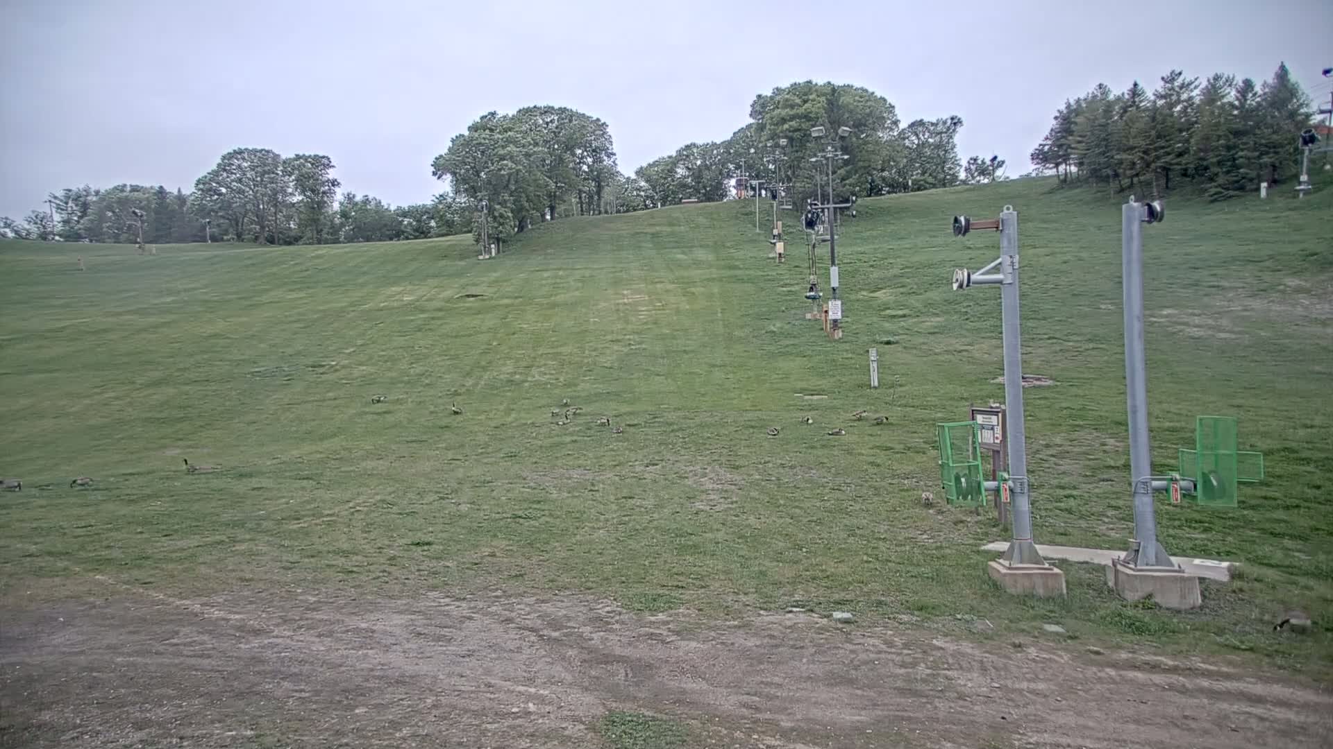 A grassy ski slope with a chairlift, several geese, and trees under an overcast sky.