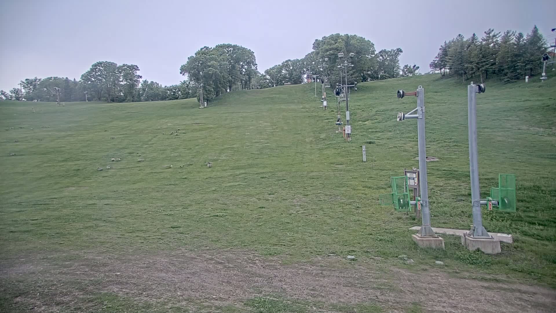 A grassy hill with a ski lift, several birds, and trees under an overcast sky.