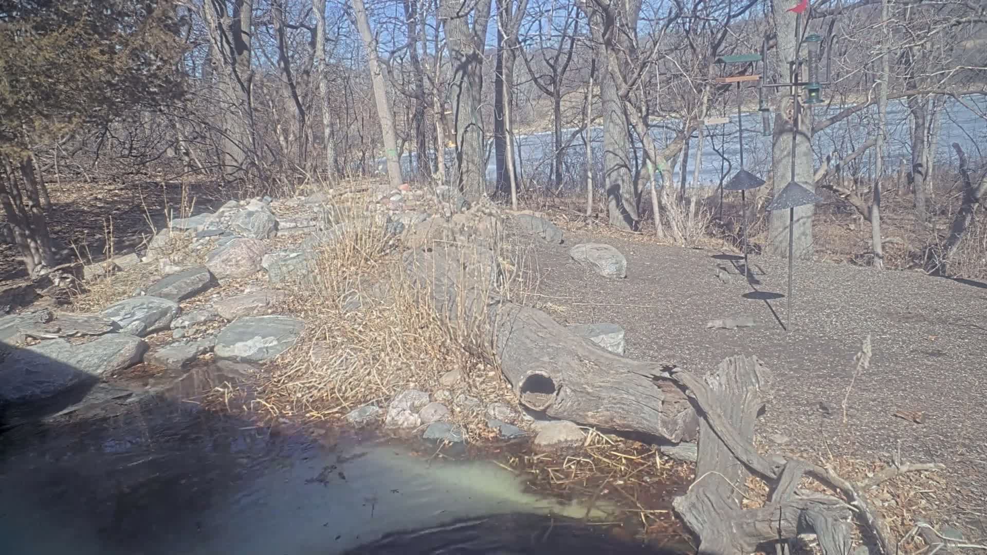 A rocky, partially wooded area with a small stream and a hollowed-out log sits next to a gravel pathway under a sunny, winter sky.