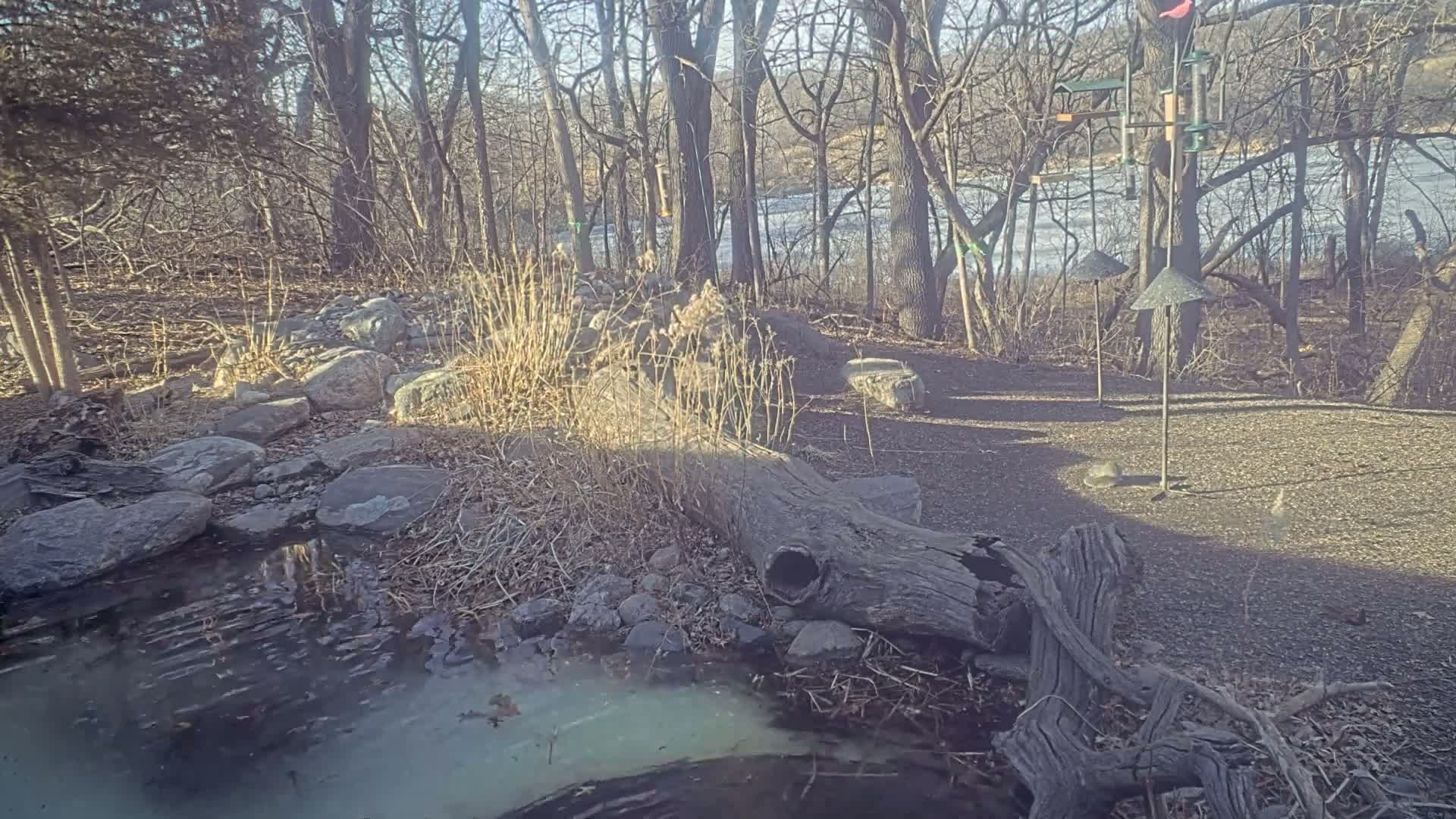 A sunny winter day reveals a small creek bordered by rocks and a hollowed-out log, nestled within a wooded area overlooking a partially frozen river.
