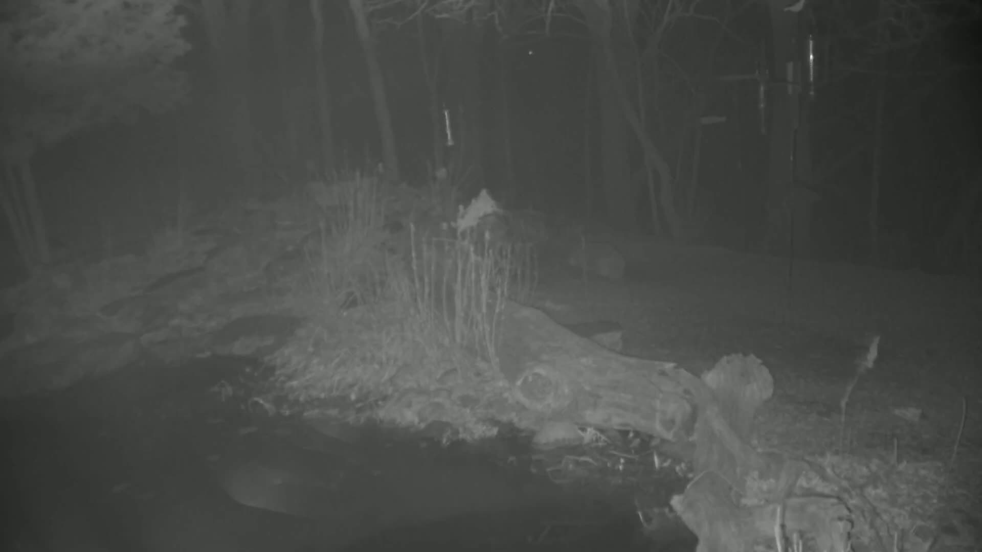 A nighttime, low-light image shows a dark body of water next to a wooded area with a large log and sparse vegetation.