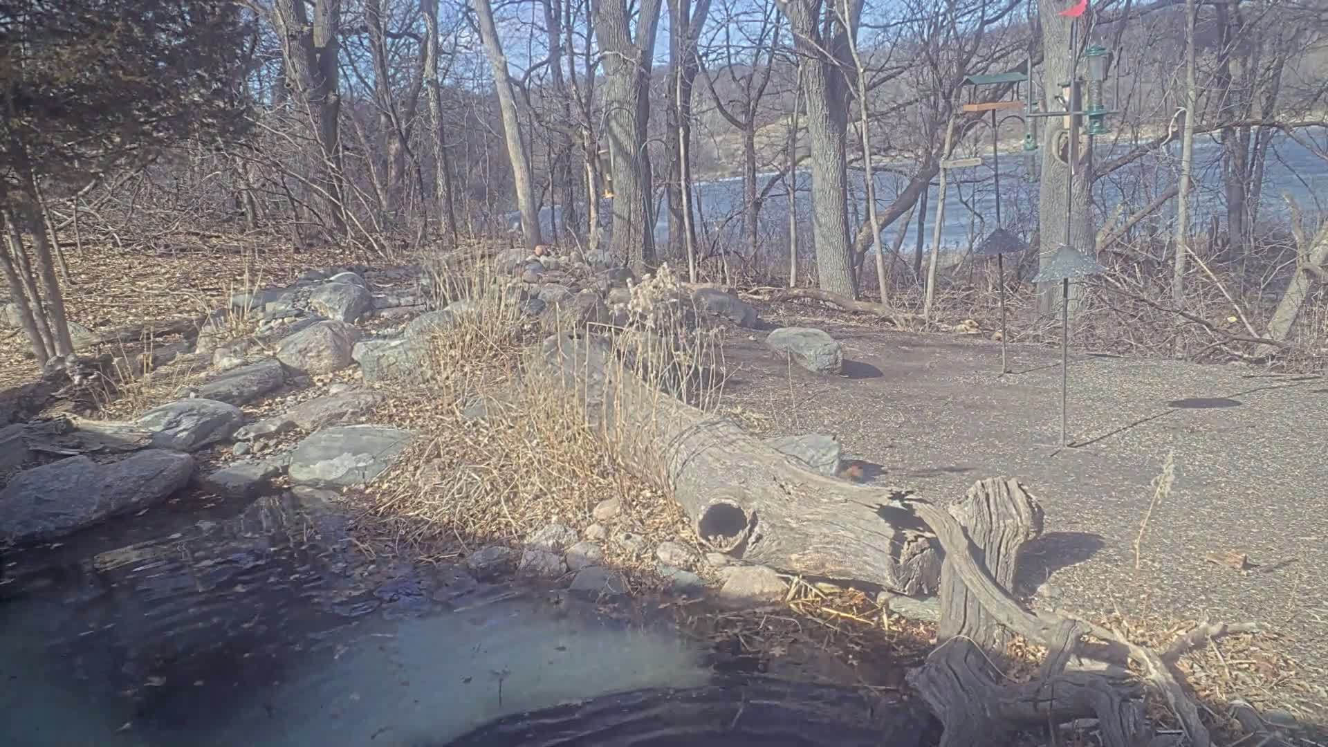 A rocky, leaf-covered area with a small stream next to a hollowed-out log, situated near a wooded shoreline on a sunny winter day.