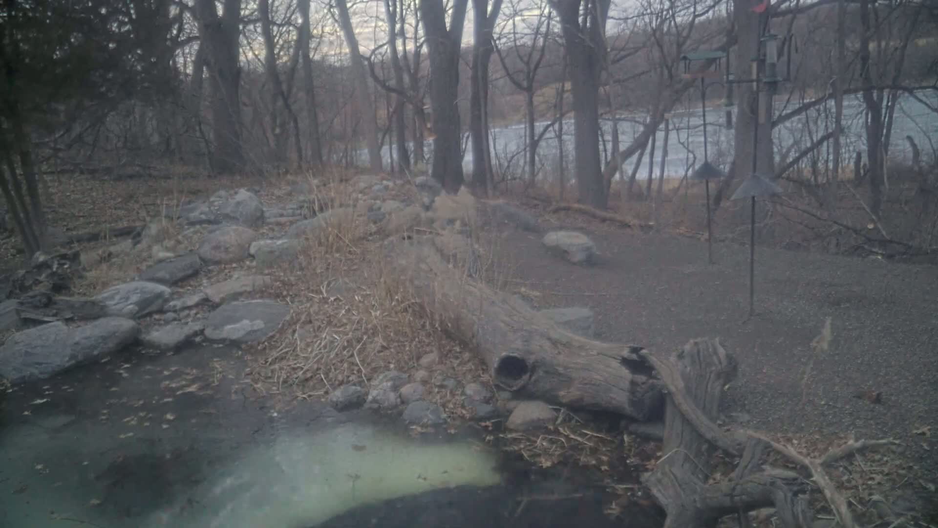 A partially frozen pond sits beside a rocky area with a large fallen log in a wooded area overlooking a frozen river under an overcast sky.