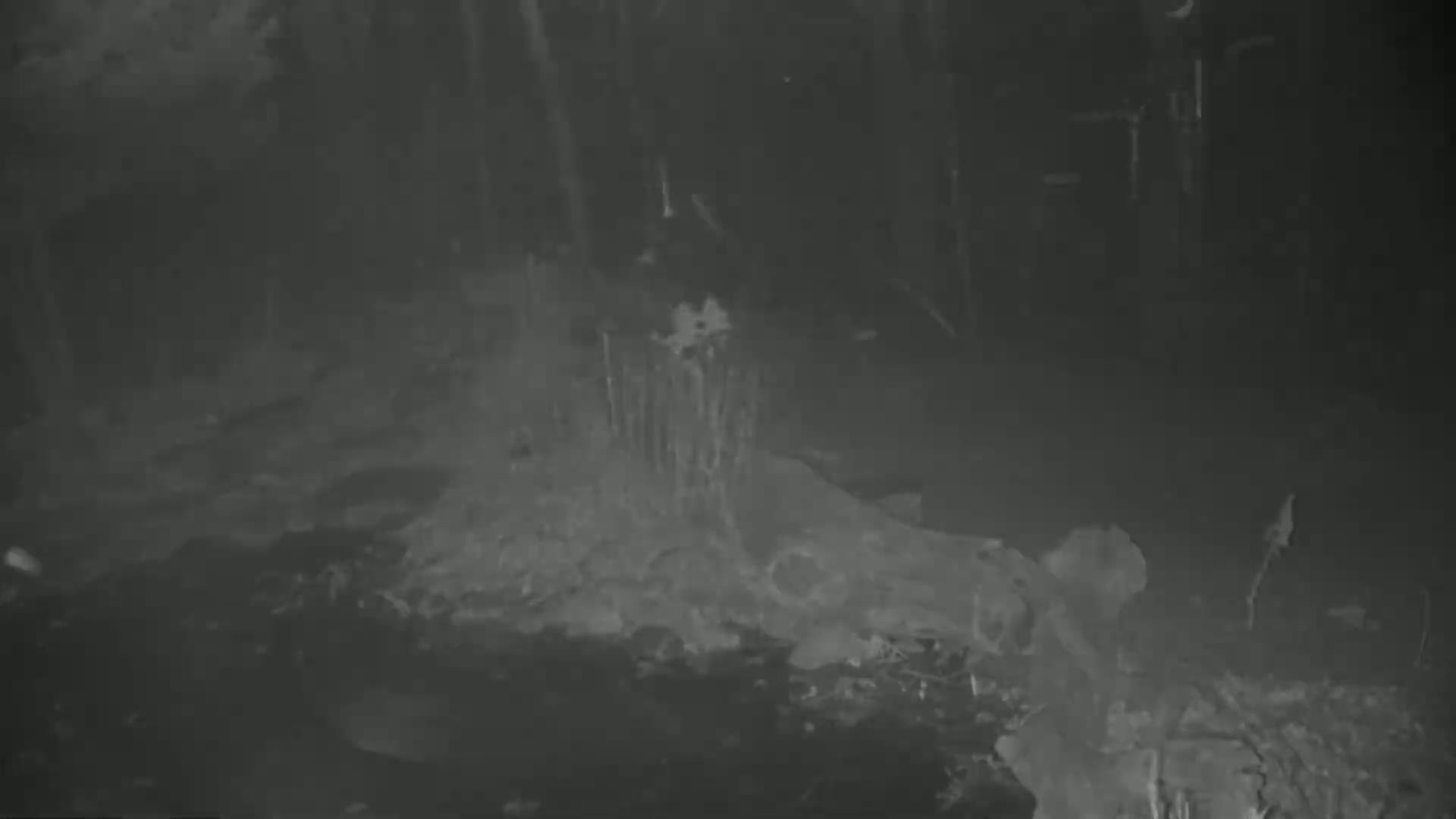 A grayscale image shows a dark, possibly wooded area at night, with indistinct shapes and textures suggesting debris or undergrowth.