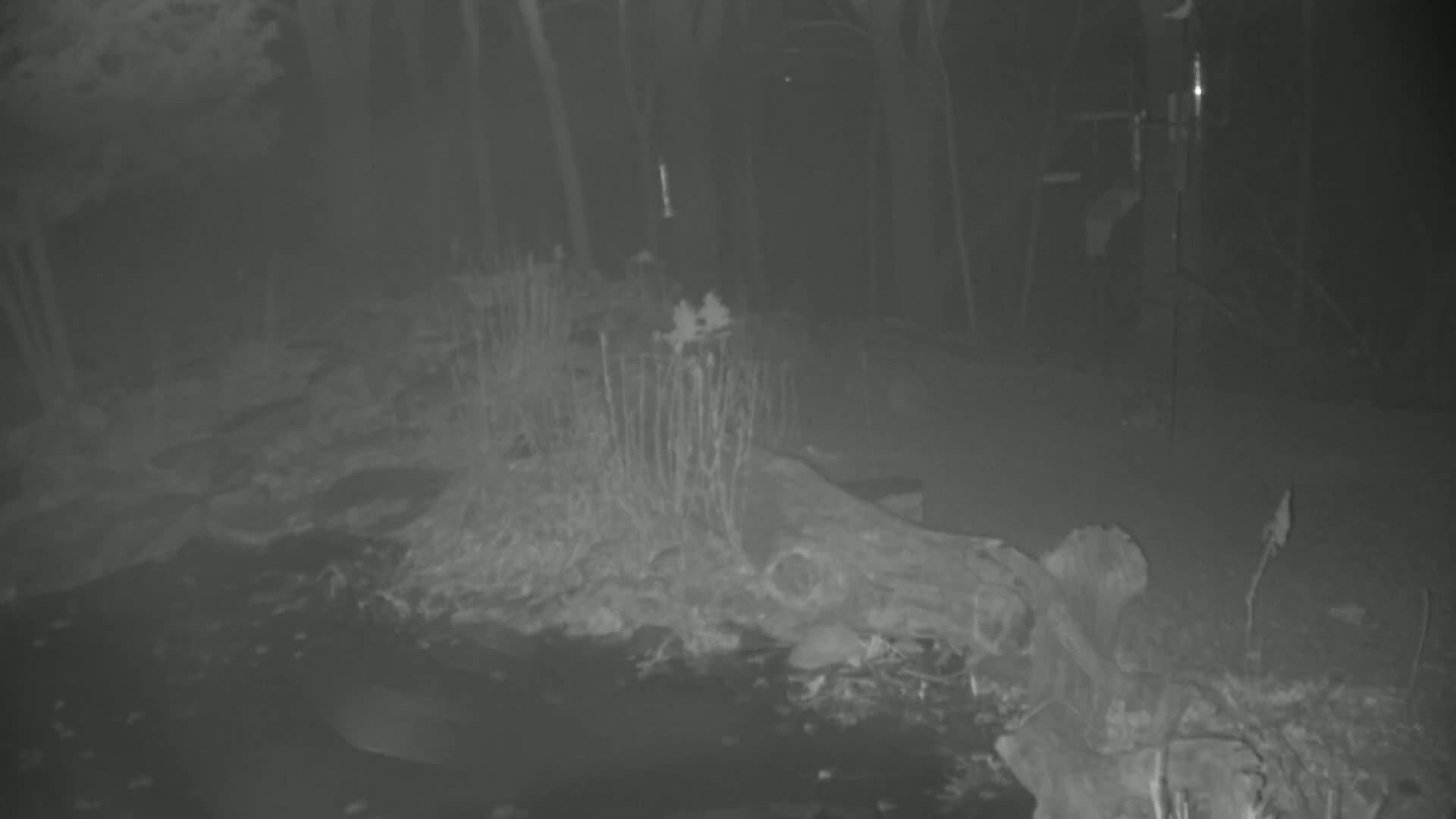 A nighttime, low-light image shows a dark, wooded area with a fallen log and some low vegetation.
