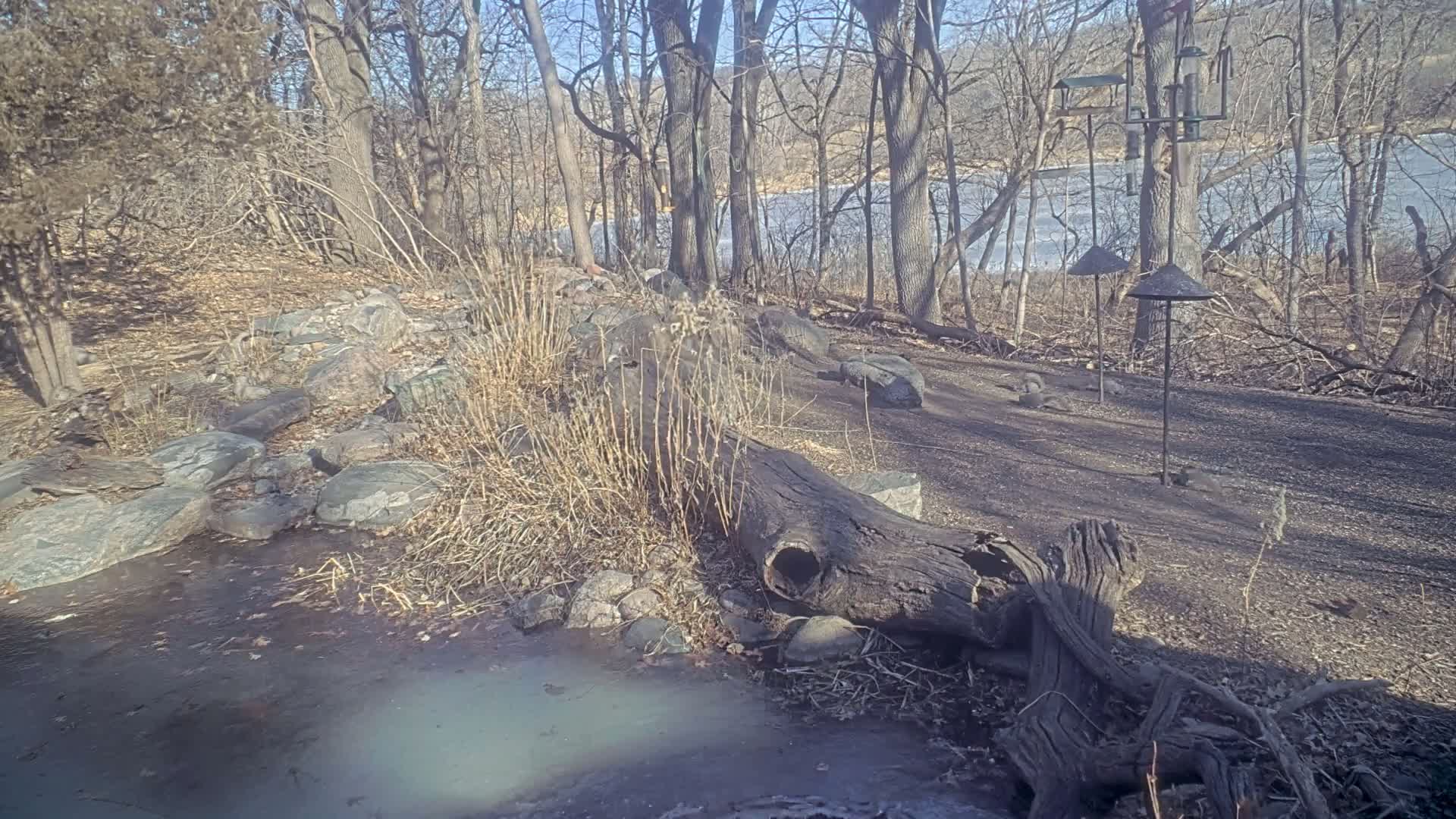 A rocky, wooded area with a partly frozen river in the background on a sunny winter day features a hollowed-out log near a small, muddy stream.
