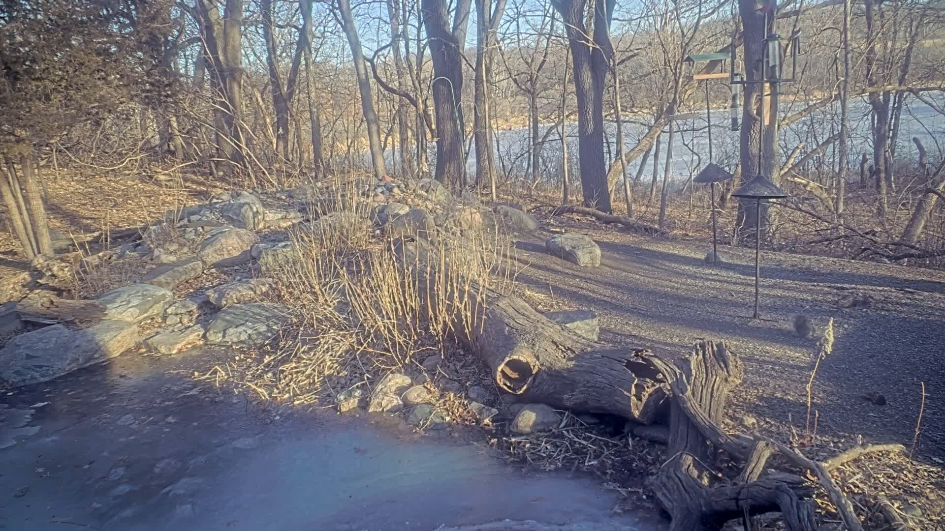 A partially frozen body of water is visible beyond a rocky area and a fallen log, nestled amongst bare winter trees on a sunny day.