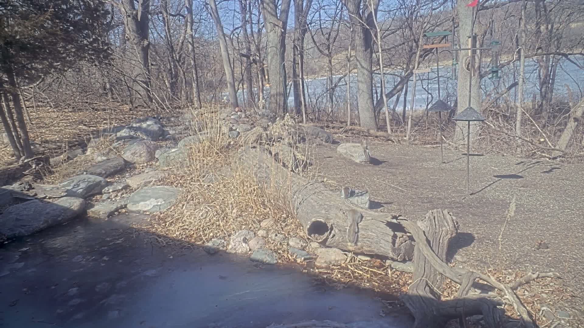 A partially frozen stream flows past a rocky area with a large decaying log in a sunny winter woodland setting.