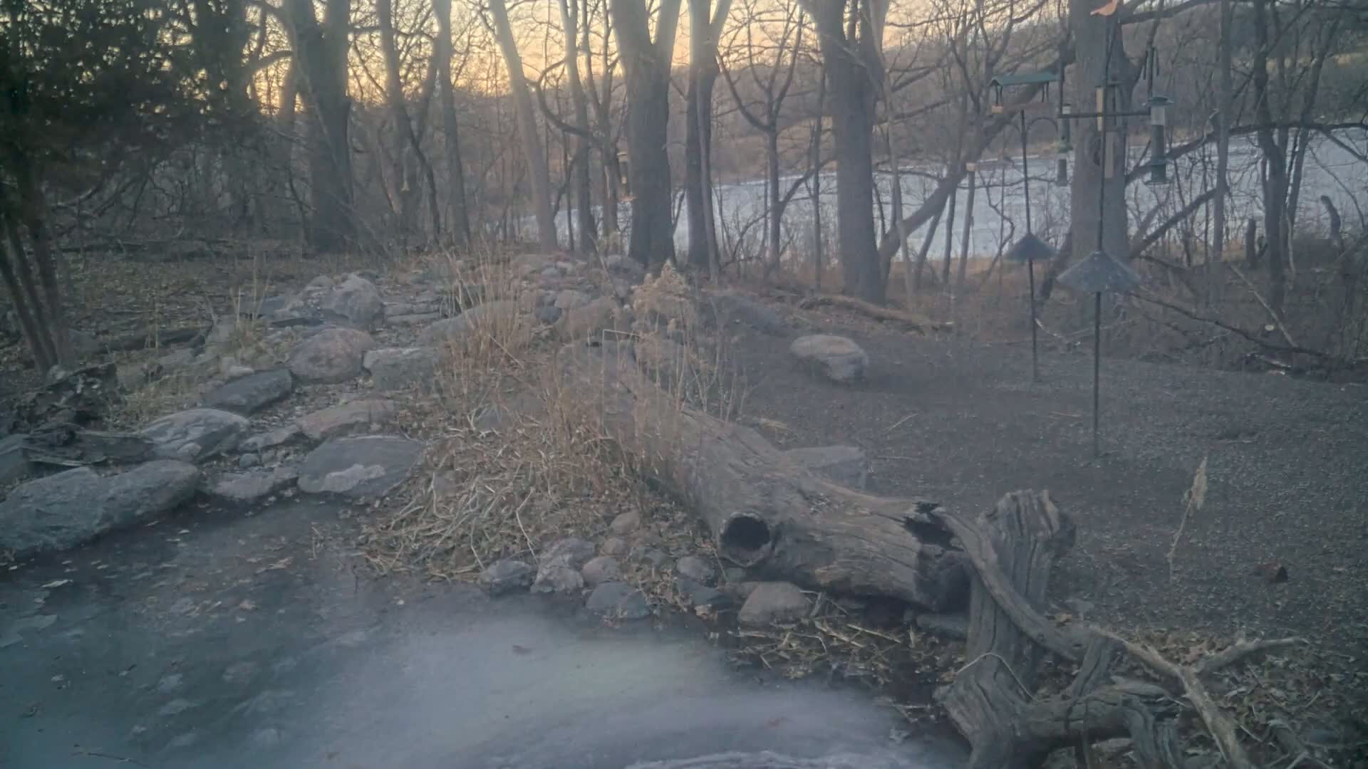 A partially frozen body of water sits near a large, decaying log surrounded by rocks and sparse vegetation in a wooded area under a dusky sky.