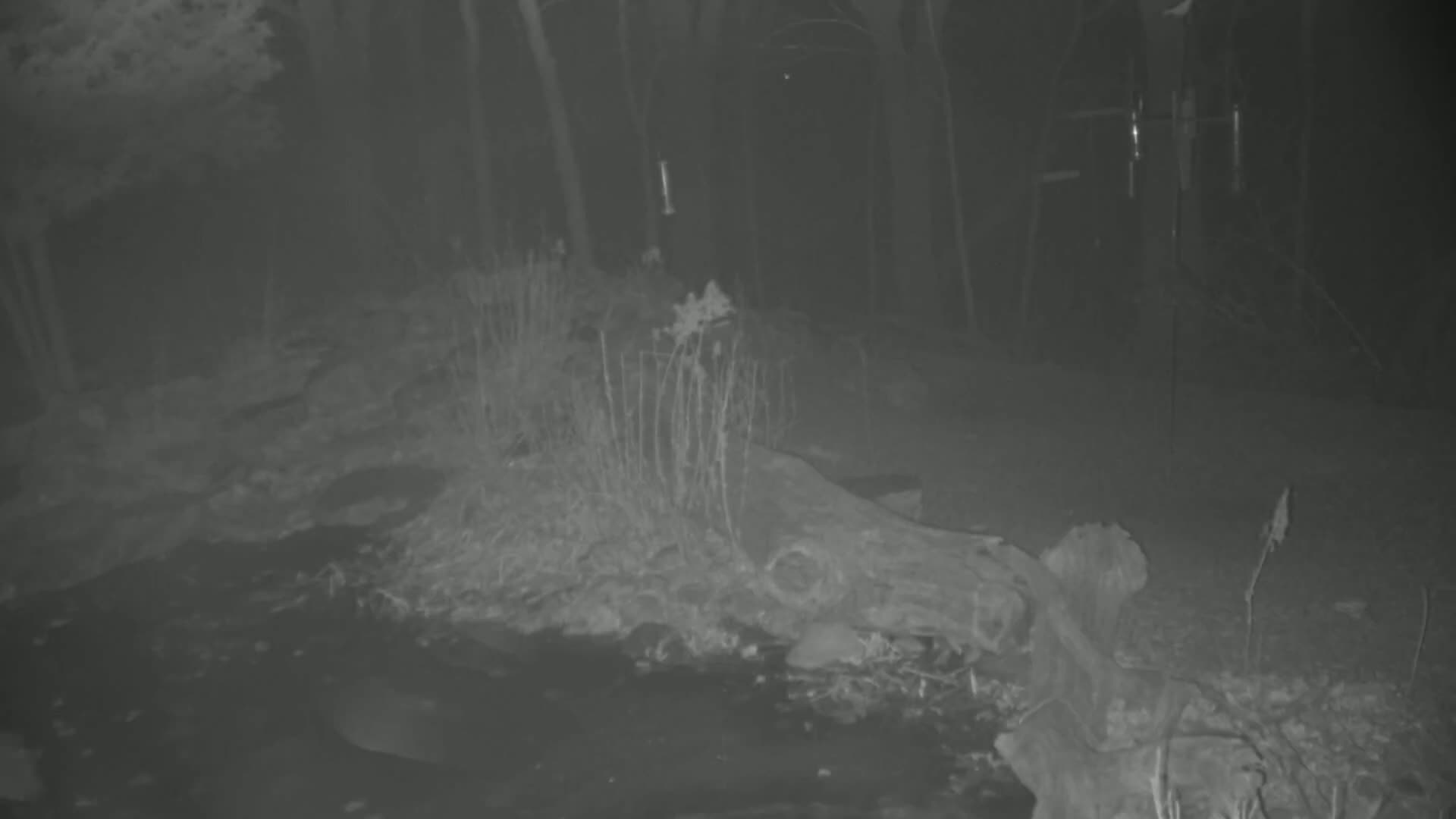 A nighttime, infrared image shows a fallen log partially submerged in water, surrounded by vegetation in a wooded area.