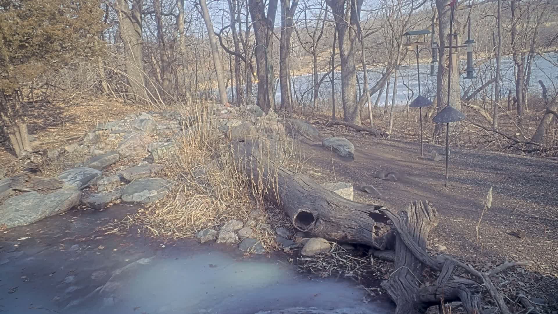 A partially frozen, rocky stream flows through a leaf-covered woodland near a partially frozen river under a sunny sky, with several gray squirrels near bird feeders and a large fallen log.