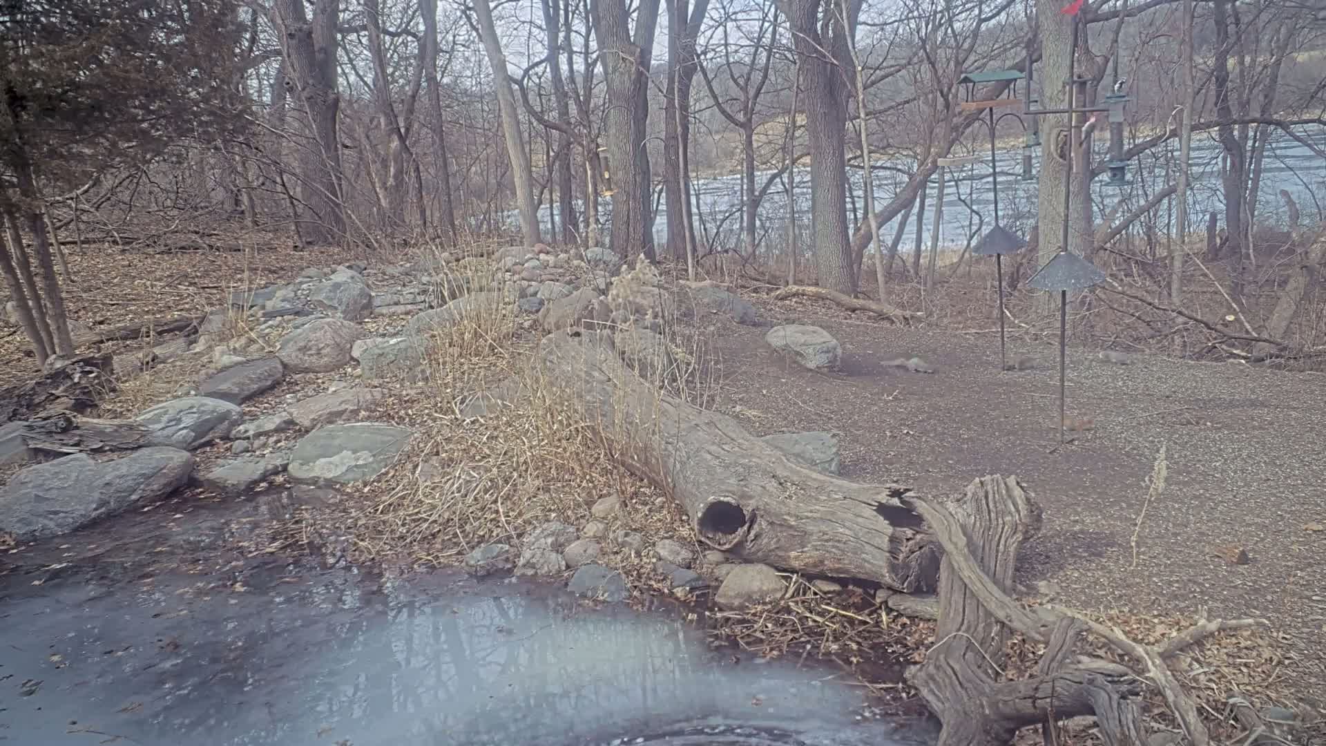 A partially frozen pond sits beside a rocky shoreline in a wintry woodland setting, with several bird feeders and a fallen log present.