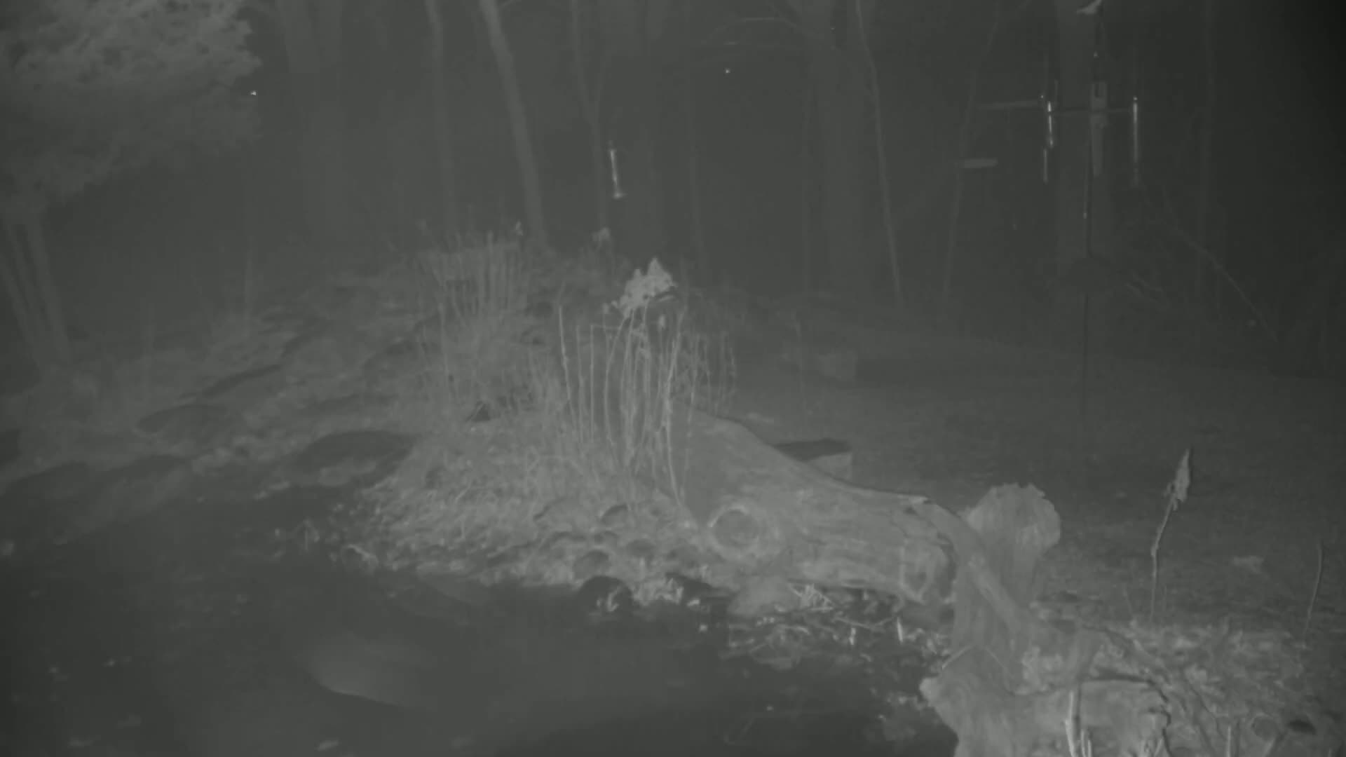 A nighttime, low-light image shows a fallen log in a wooded area with sparse vegetation.
