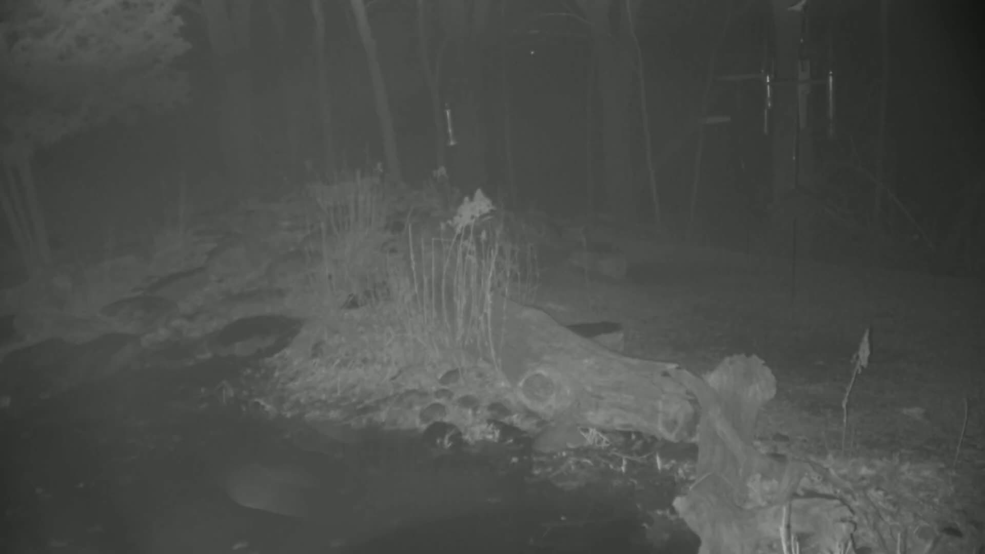 A nighttime, low-light image shows a large fallen log partially submerged in the ground among sparse vegetation in a wooded area.
