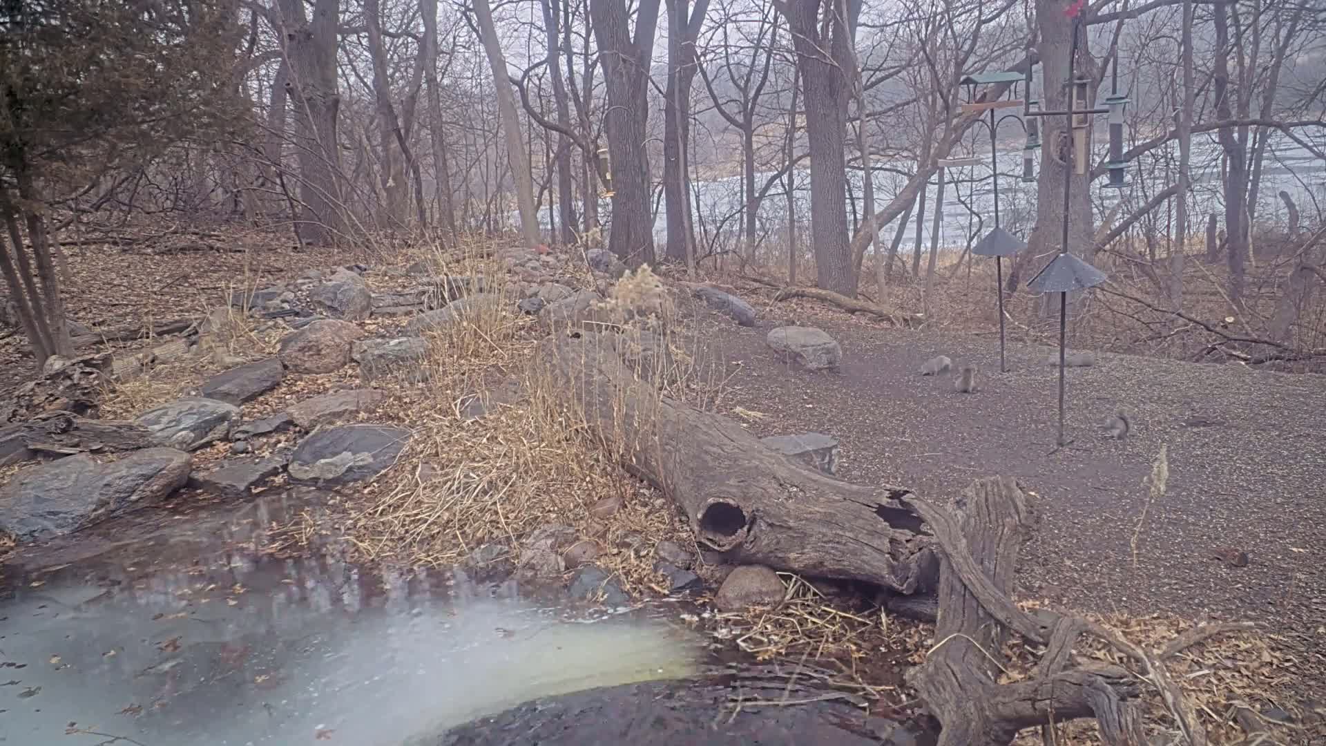 A rocky stream partially frozen over flows through a wooded area with several squirrels near bird feeders on a foggy day.