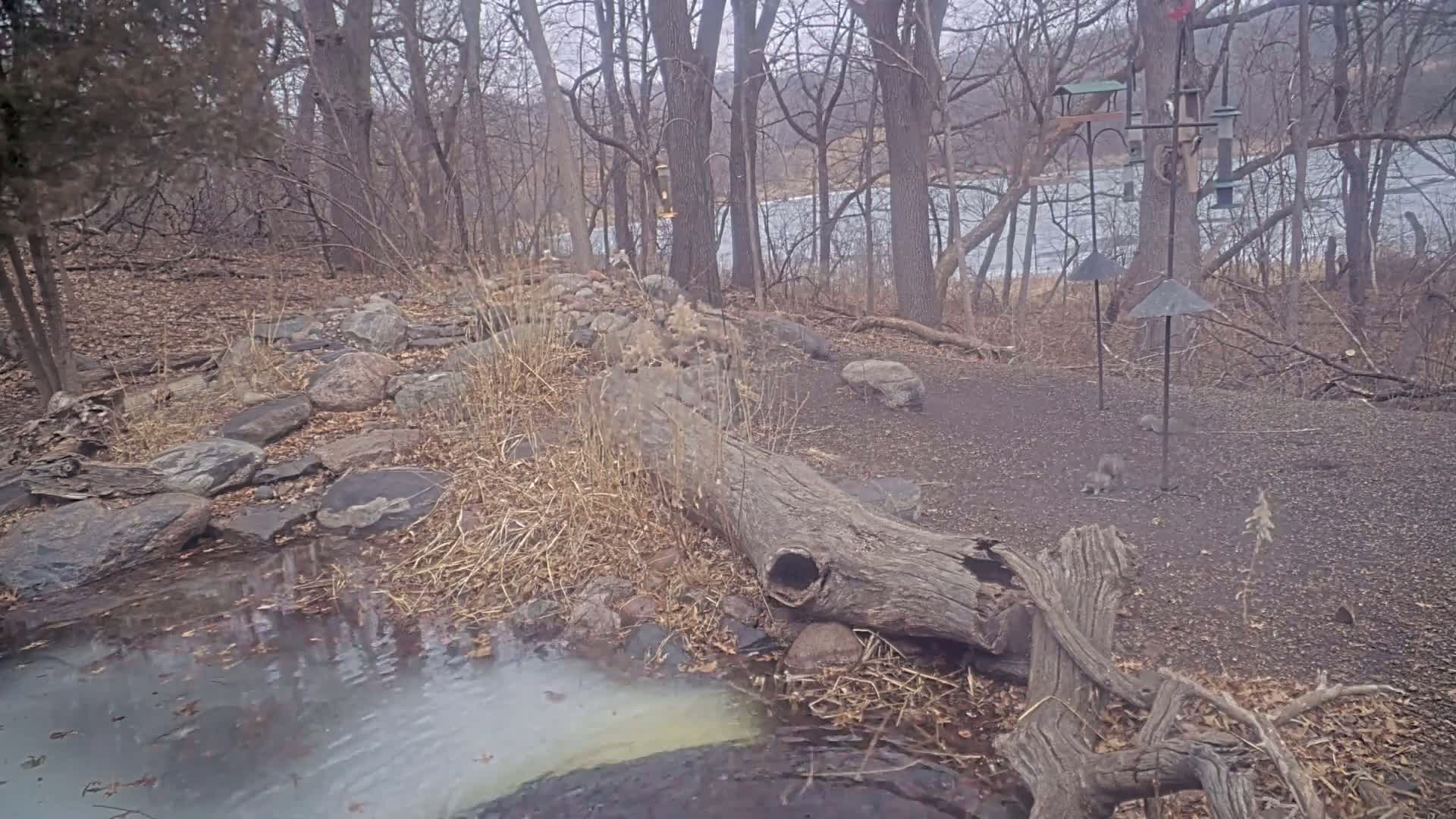A partially frozen stream flows through a rocky, wooded area near a lake under an overcast sky, with several squirrels near bird feeders.