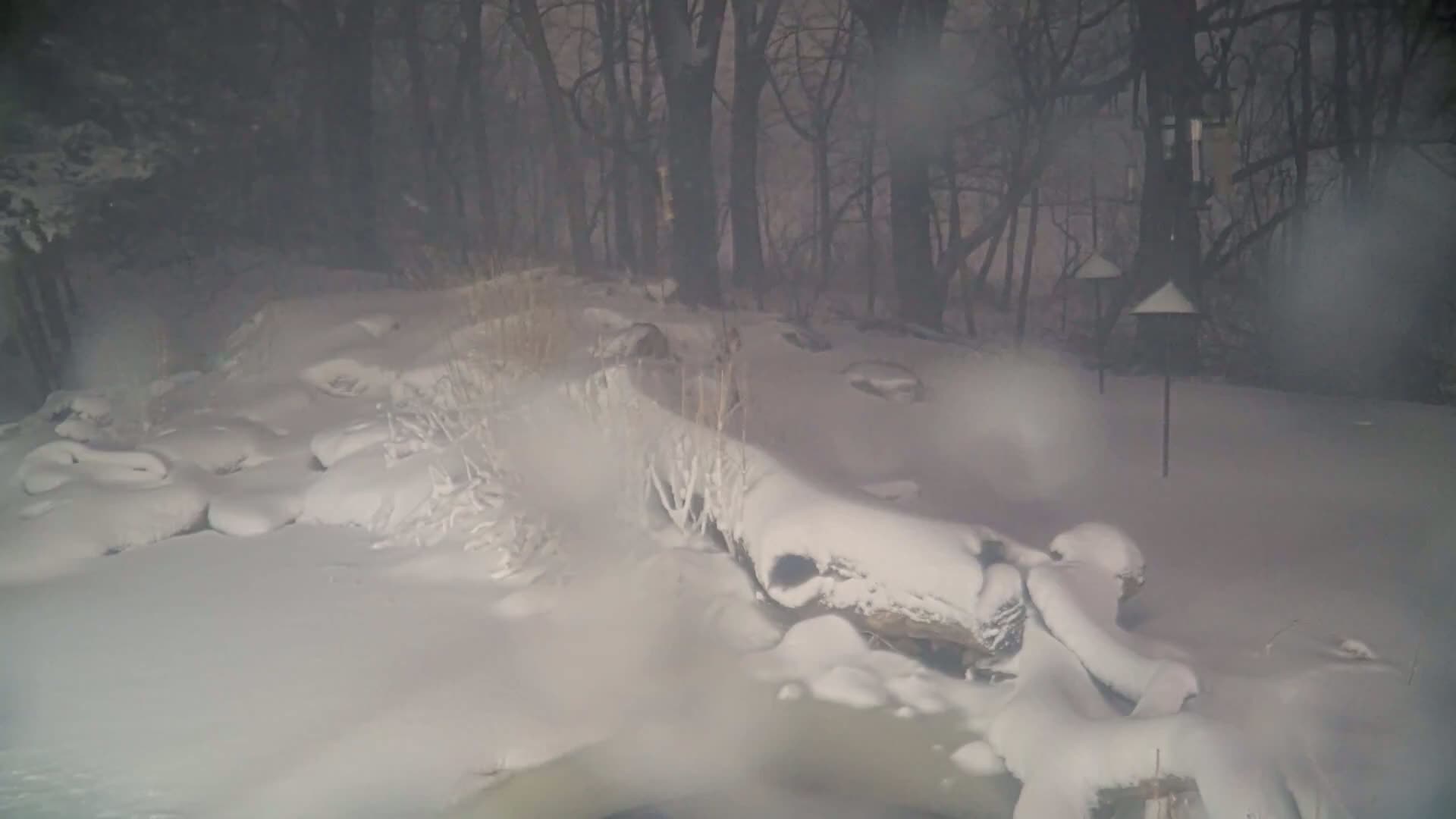A snow-covered log lies in a snowy landscape at night, with snow falling and dark trees in the background.