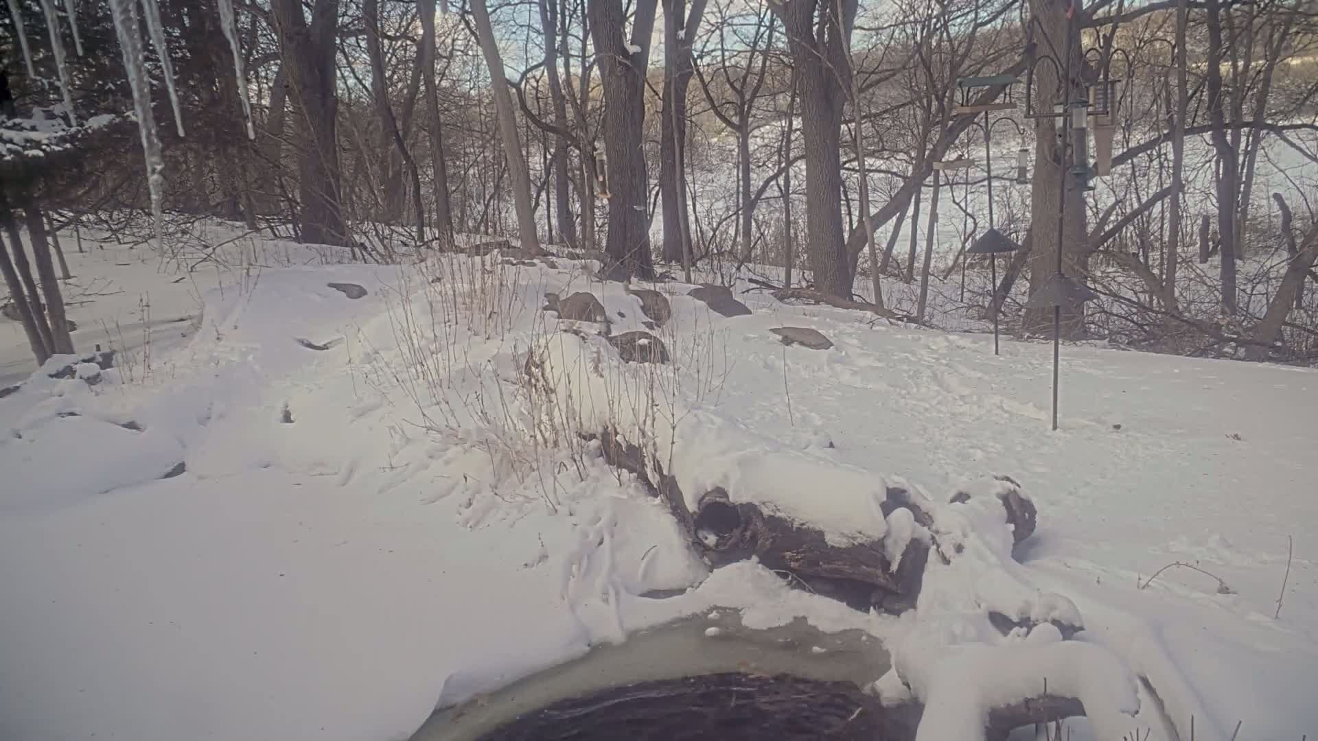 A snow-covered woodland scene with a partially frozen stream, icicles, and bird feeders.