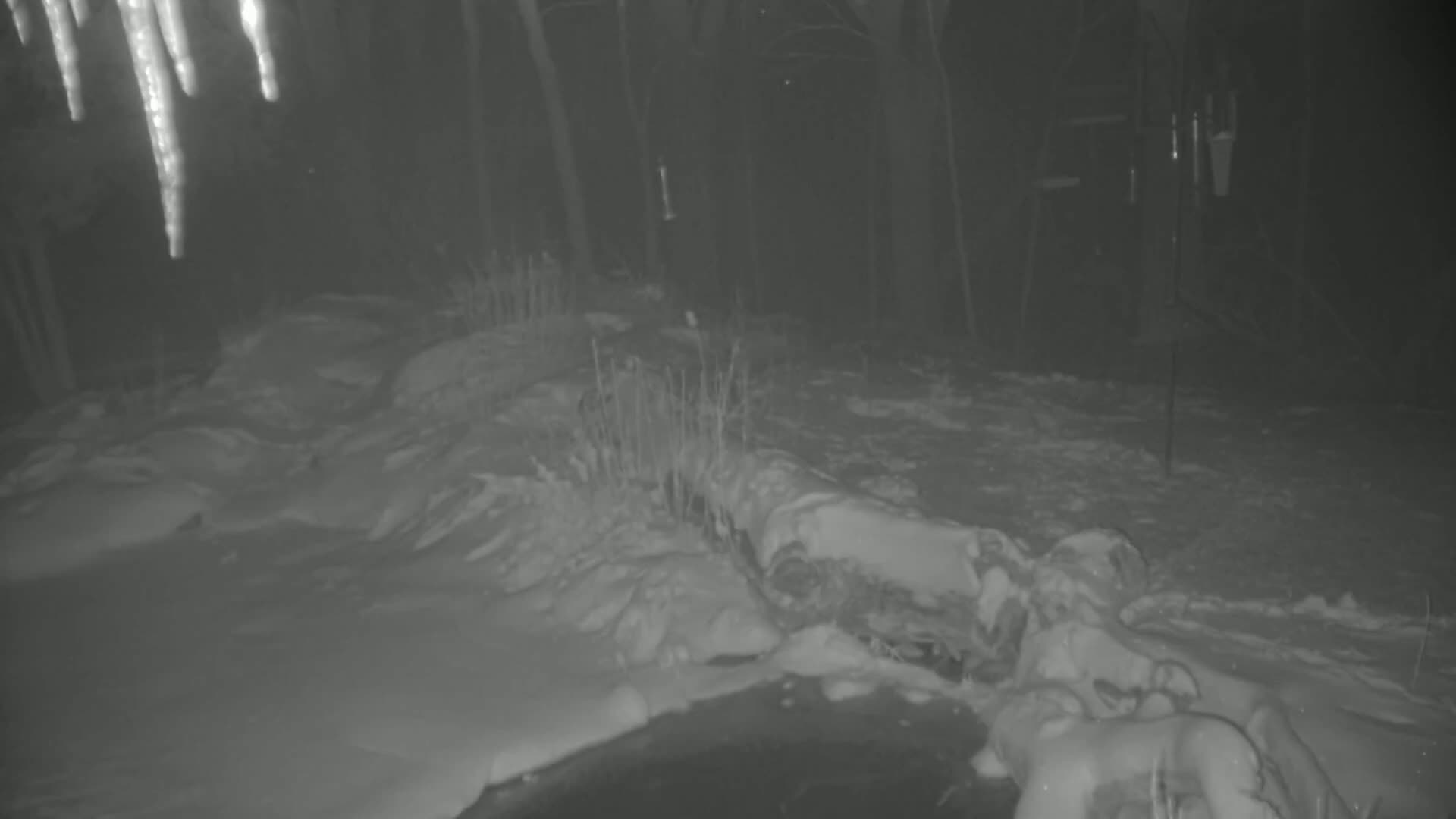 A snow-covered log lies partially submerged in ice, with icicles hanging overhead in a nighttime wooded area.