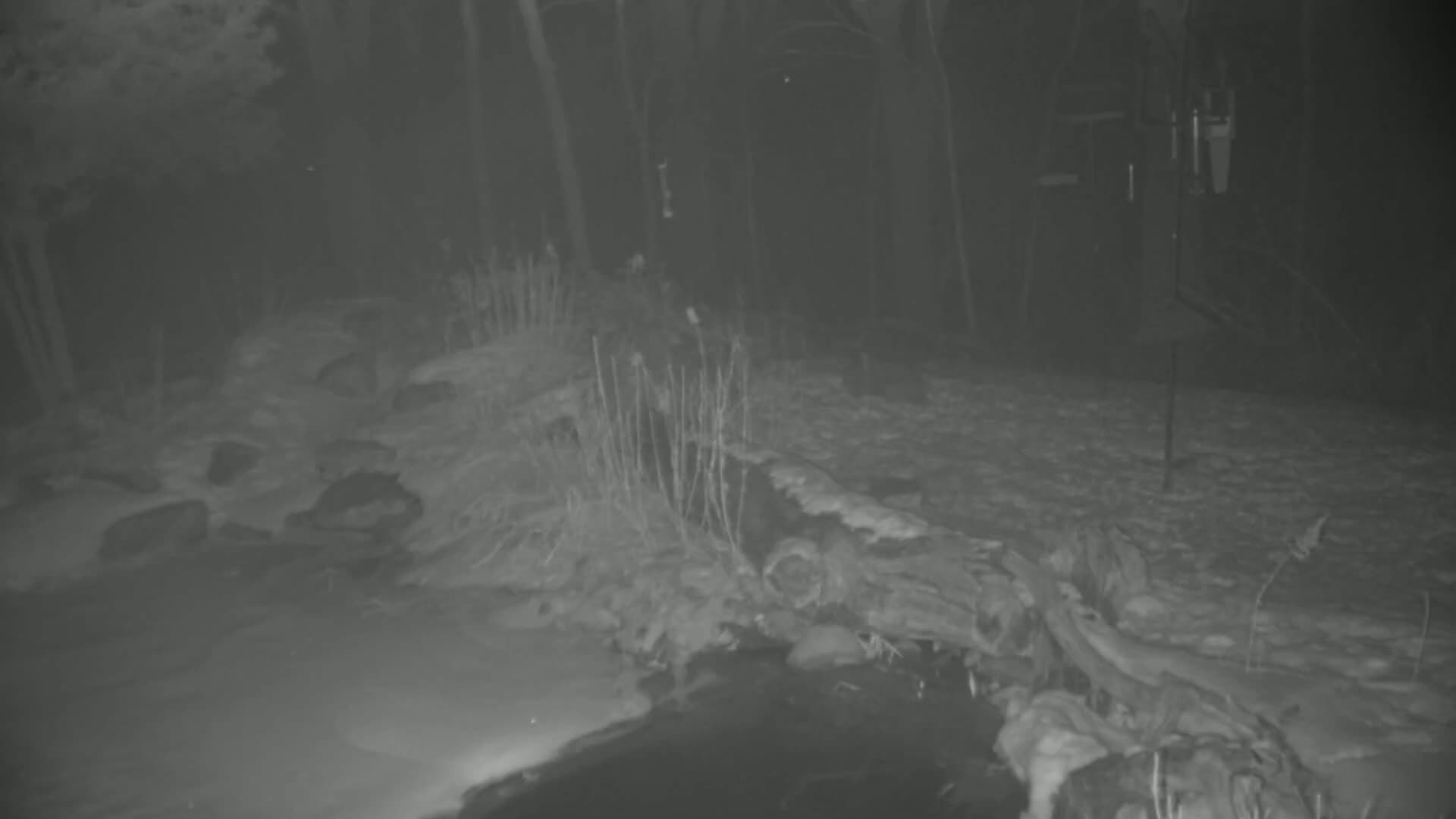 A fallen log lies partially submerged in a snow-covered stream at night in a wooded area.