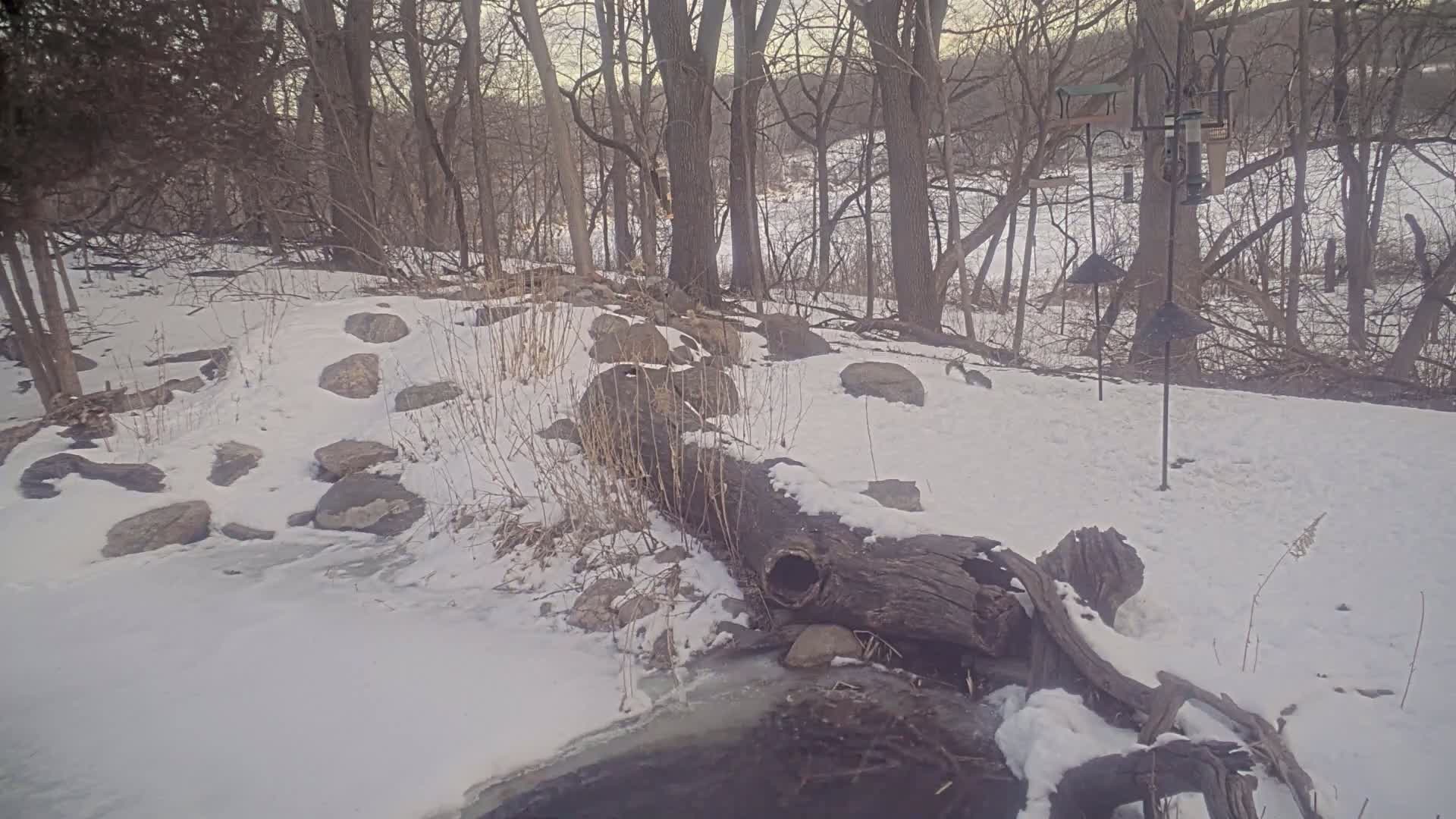 A snow-covered woodland scene features a fallen log over a partially frozen stream, surrounded by rocks and leafless trees.