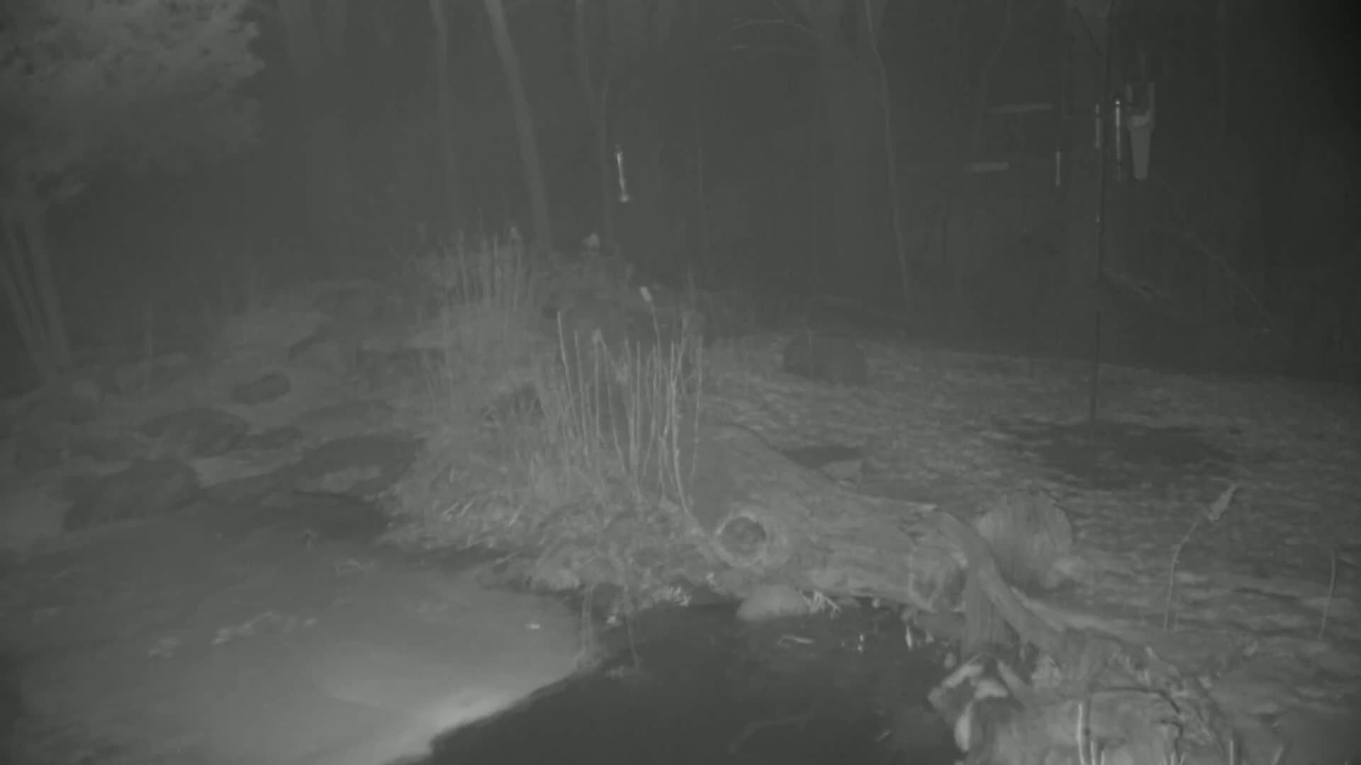 A nighttime, snow-covered scene shows a fallen log near a body of partially frozen water, surrounded by trees and sparse vegetation.