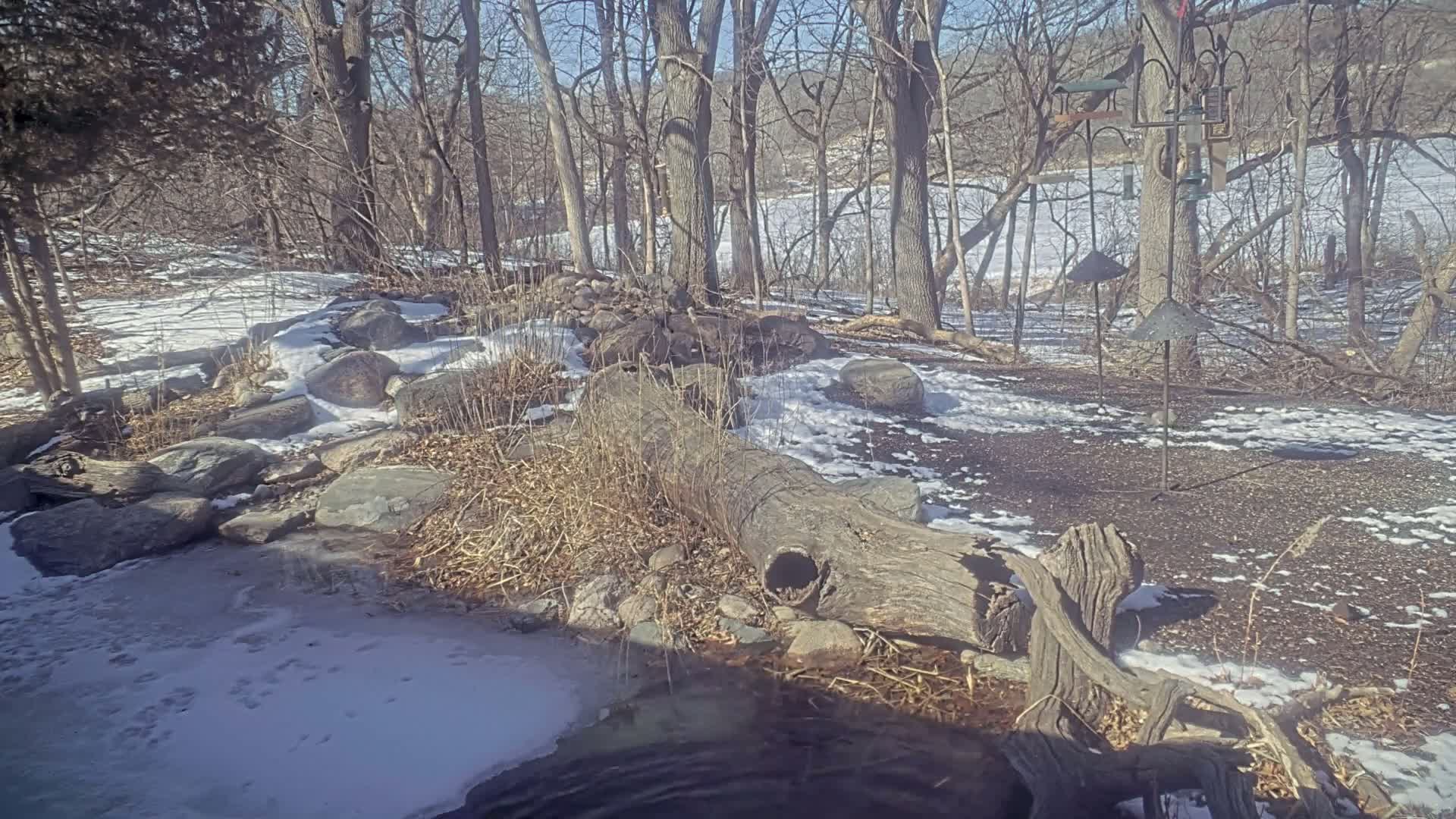 A partially frozen stream flows through a rocky, snowy woodland area with a large, hollow log resting on the bank.