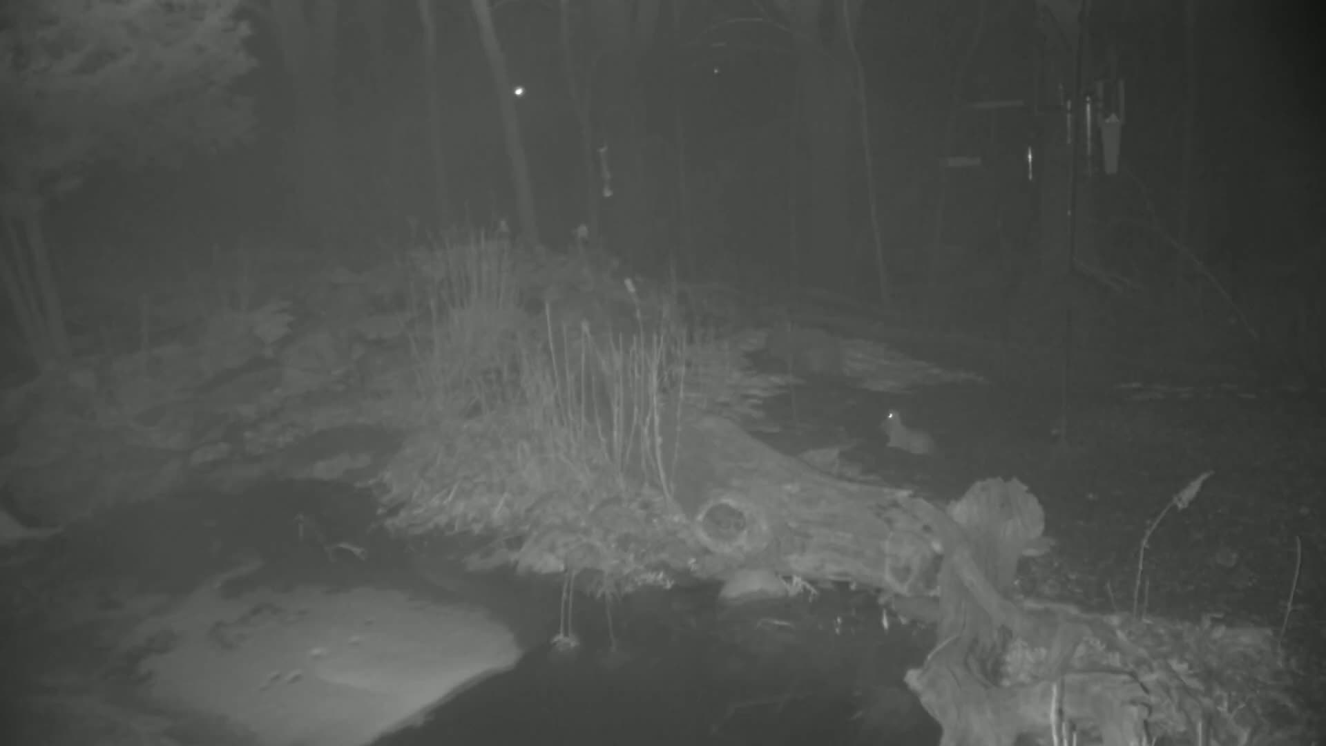 A partially frozen body of water at night, surrounded by leafless shrubs and a fallen log in a dark wooded area.