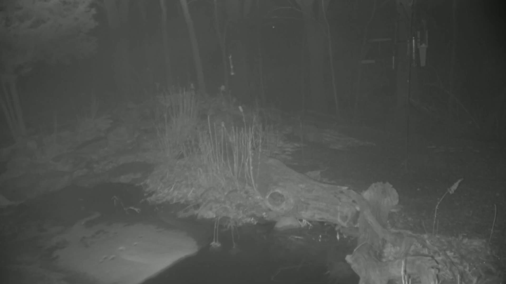A nighttime, grayscale image shows a partially frozen stream with a log lying across it, surrounded by sparse vegetation in a wooded area.