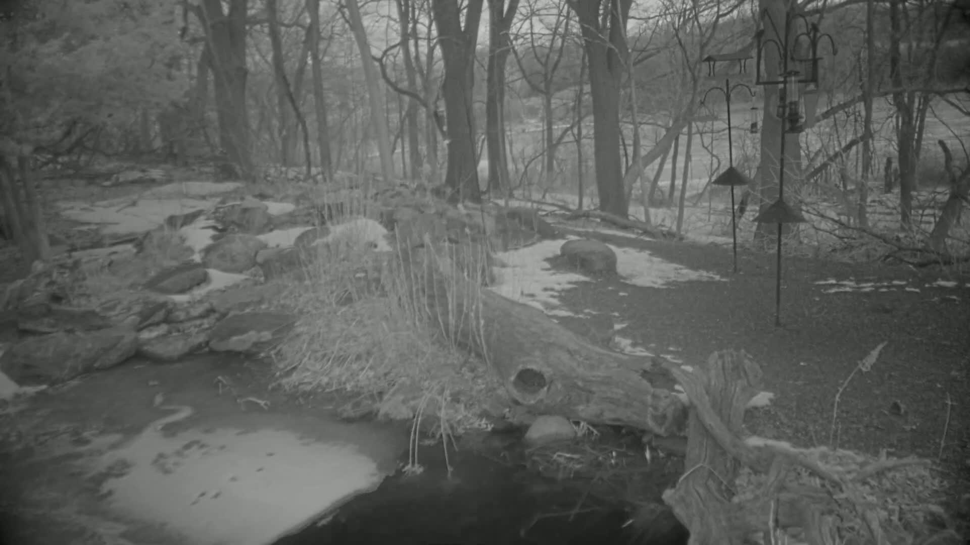 A partially frozen stream flows through a snowy, wooded area with a large fallen log and bird feeders.