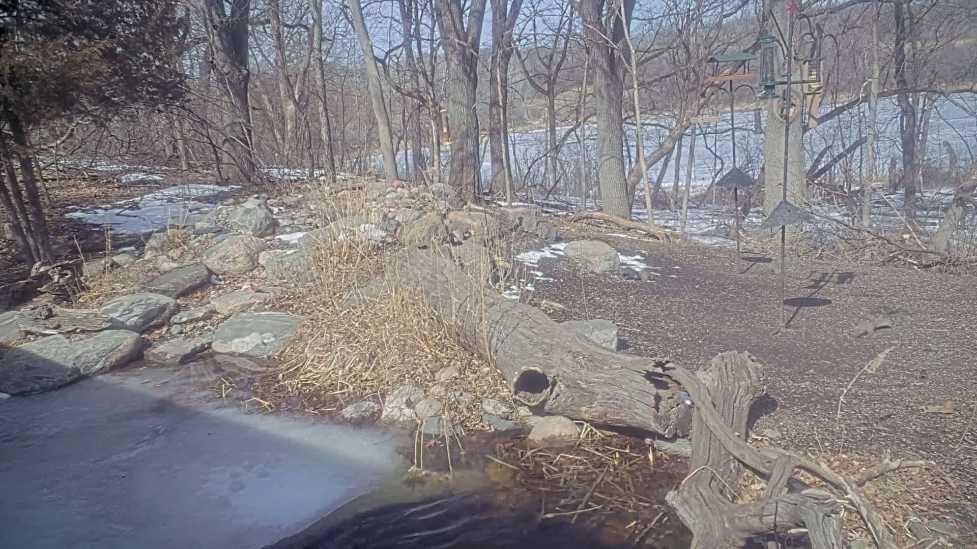 A rocky, partially snow-covered stream bank with a large decaying log, bird feeders, and several squirrels, overlooks a partially frozen lake under a bright, sunny winter sky.