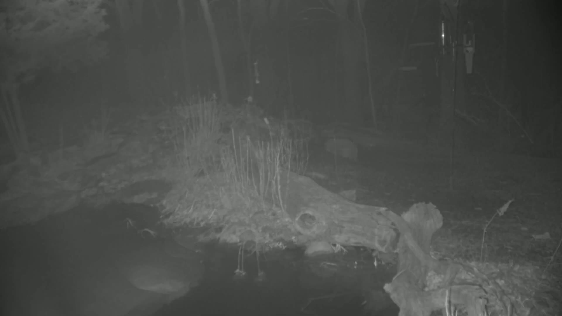 A nighttime, low-light image shows a partially submerged log in a dark, wooded area near a body of water.