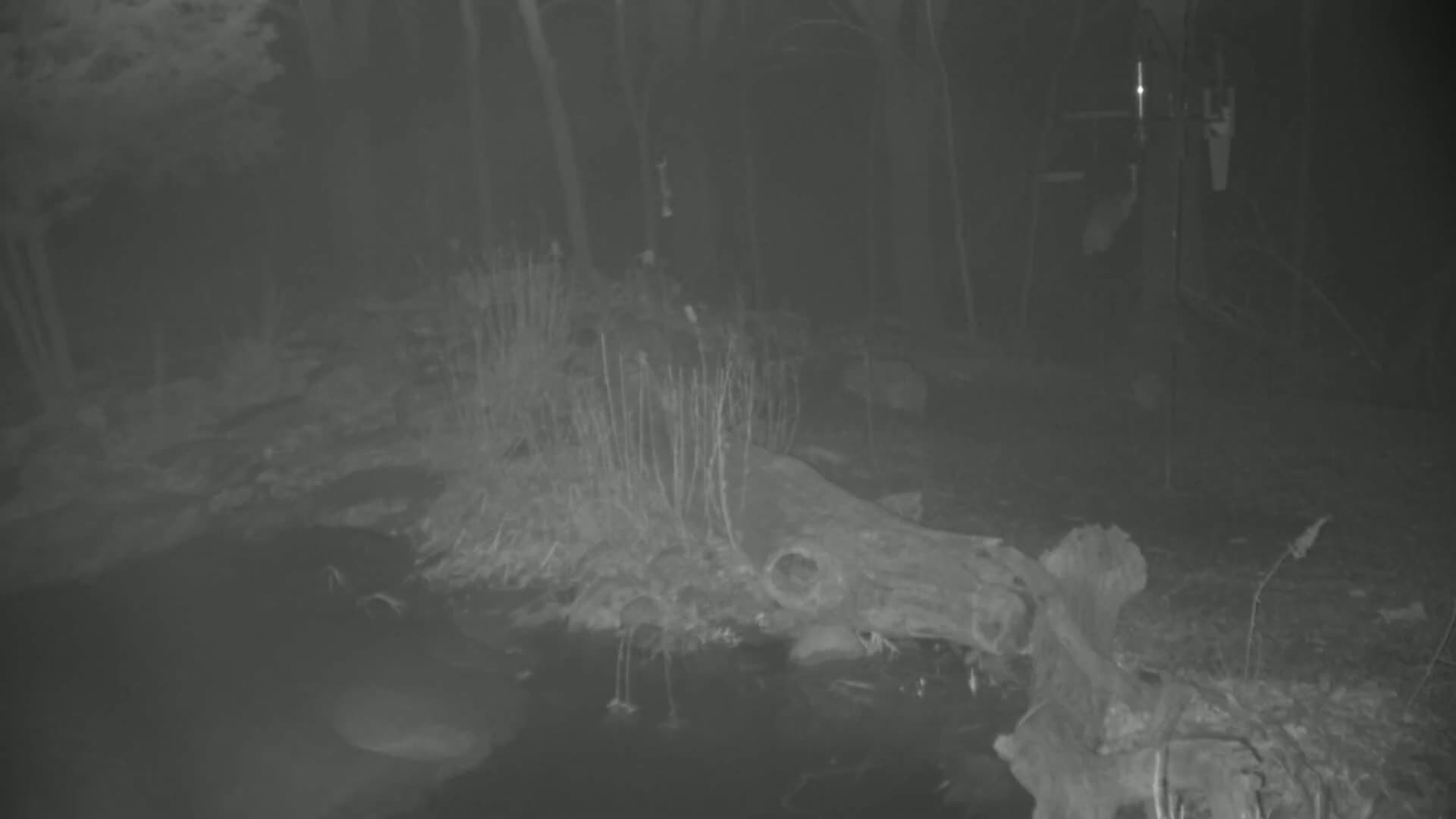 A grayscale night vision image shows a partially submerged log in a dark, wooded area at night.