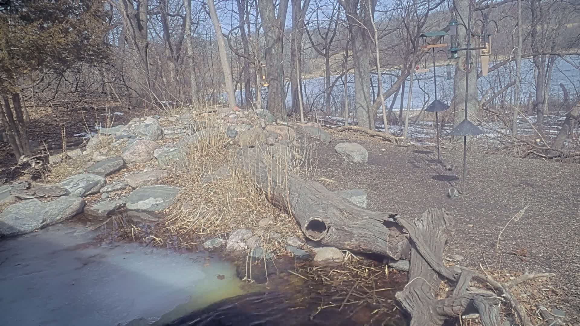 A partially frozen stream flows through a rocky, wooded area on a sunny day, with a large fallen log spanning part of the stream and bird feeders visible in the background.