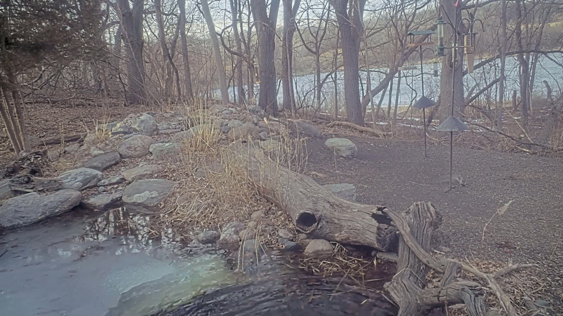 A partially frozen stream flows through a rocky, wooded area beside a calm body of water under a mostly cloudy sky.