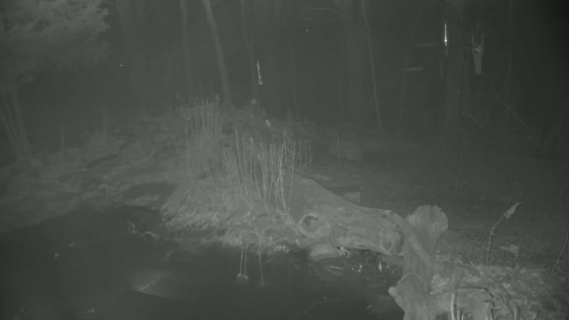 A large log lies partially submerged in dark water at night in a wooded area.