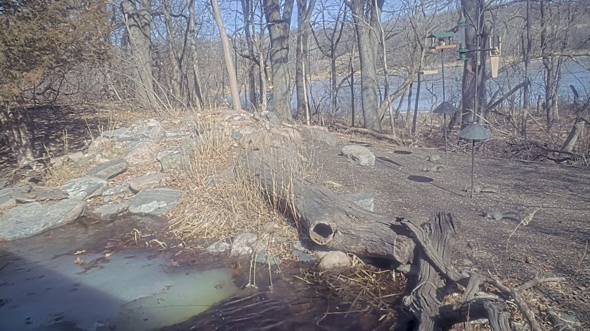 A partially frozen stream flows through a rocky area near a wooded shoreline on a sunny day, with several squirrels visible on the ground near bird feeders.