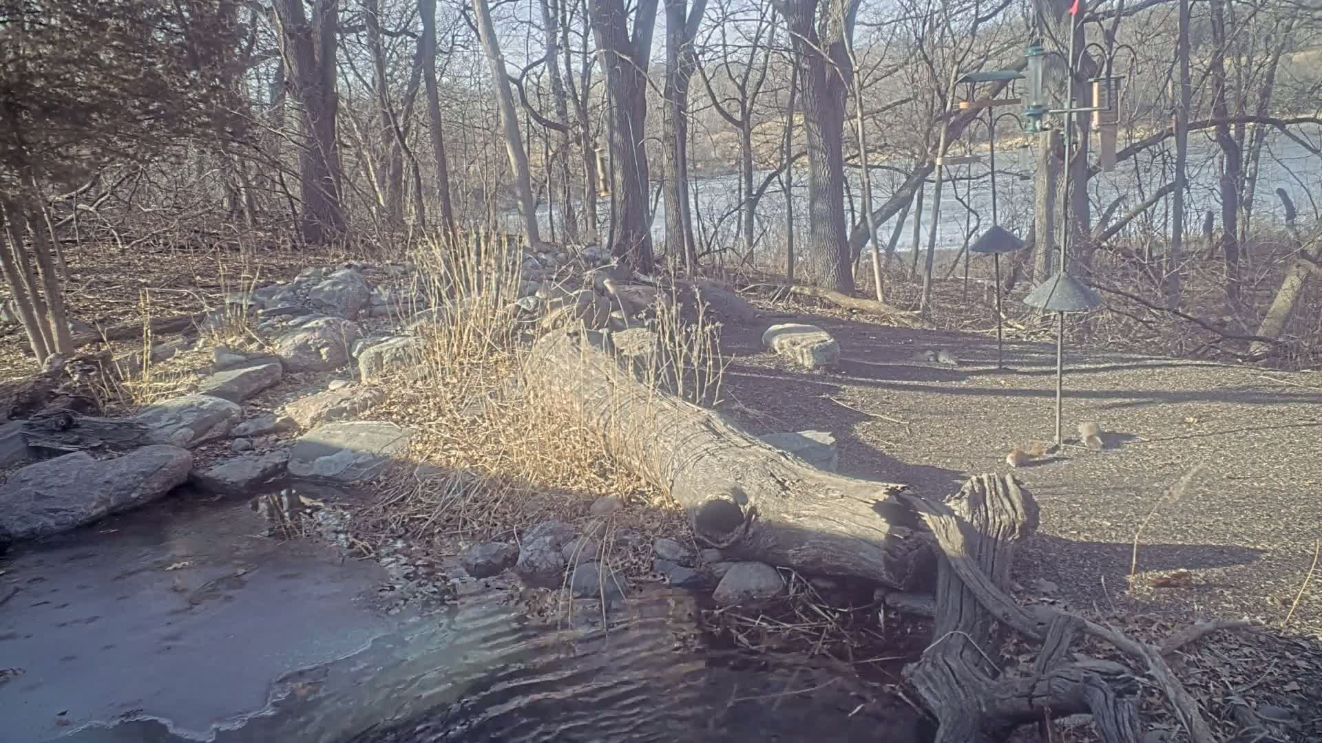 A partially frozen stream flows through a rocky area near a wooded shoreline on a sunny day, with several squirrels visible nearby.