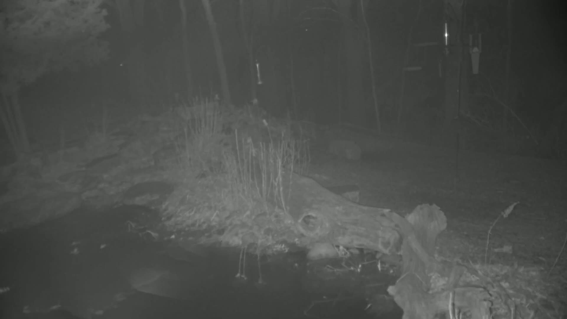 A grayscale night vision image shows a large log partially submerged in water, surrounded by vegetation in a dark, wooded area.