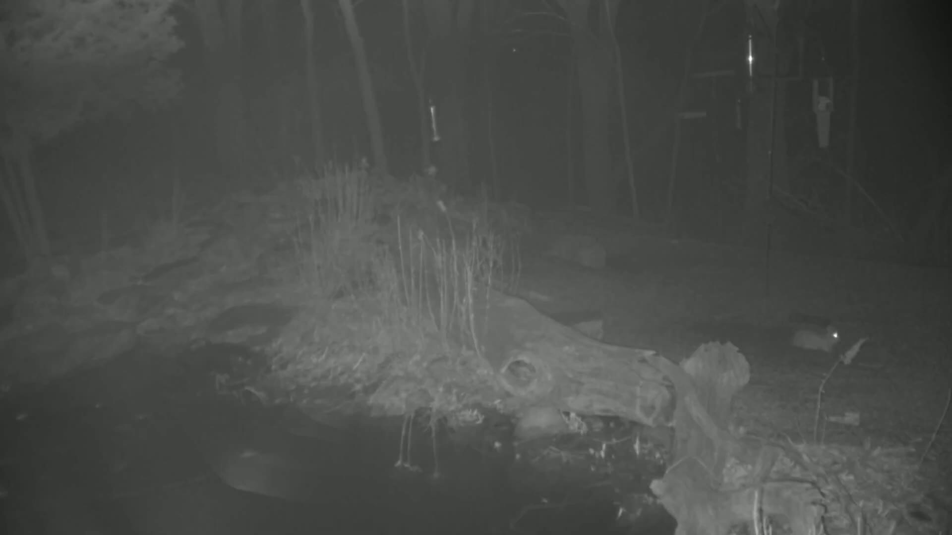A nighttime, low-light image shows a fallen log in a wooded area with sparse undergrowth.
