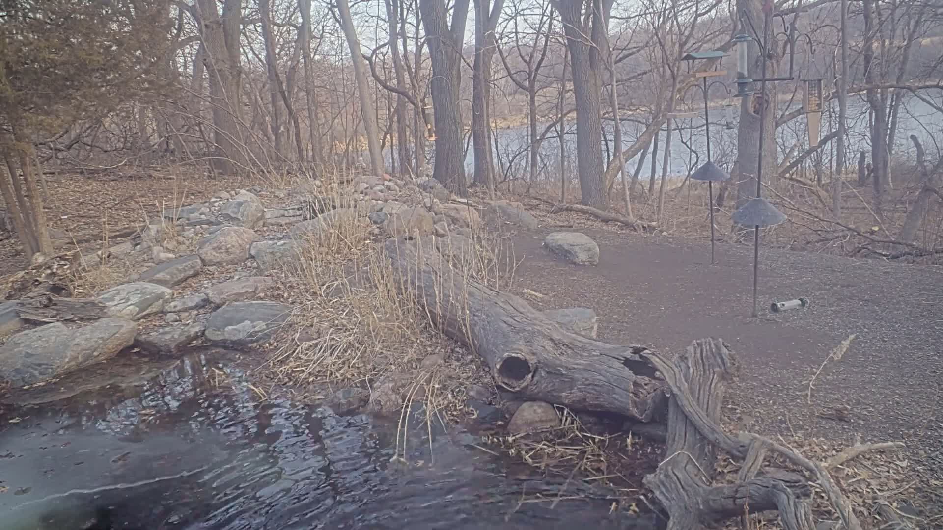 A partially frozen stream flows past a fallen log and rocks in a wooded area near a calm body of water under an overcast sky.