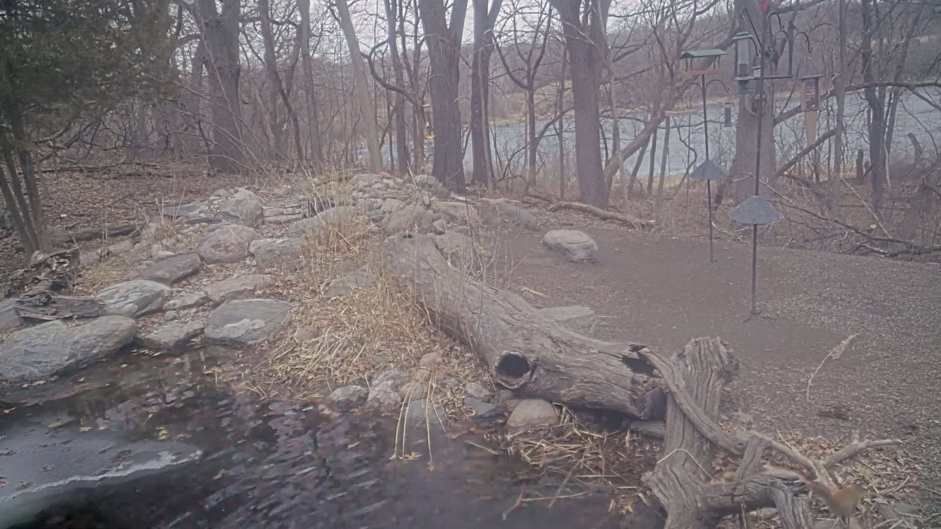 A gray, overcast day reveals a partially frozen stream bordered by rocks, a fallen log, and bare trees, with bird feeders visible in the background.